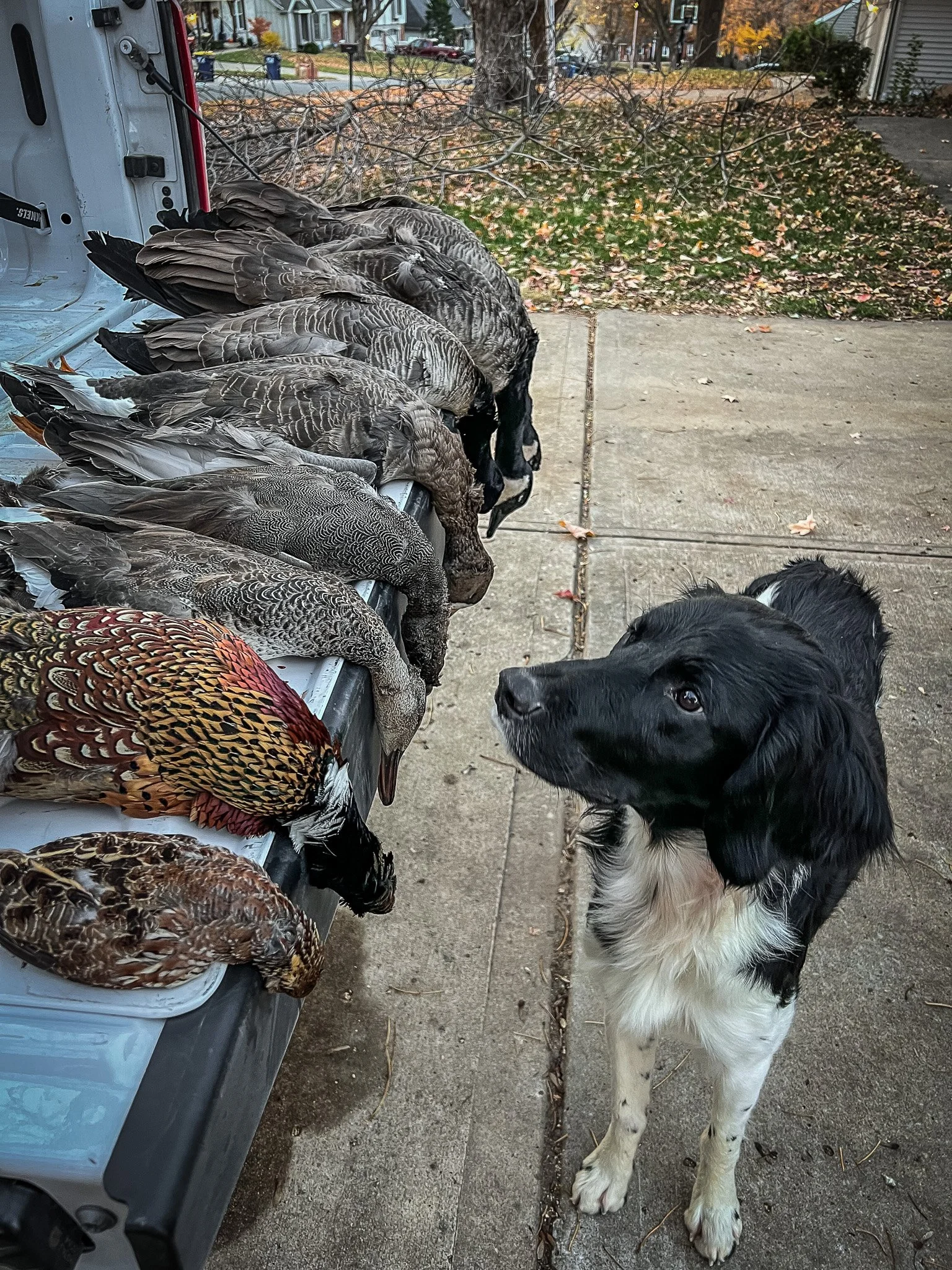 Aldo Inspecting a Mixed Bag of Game Birds 2023.jpg