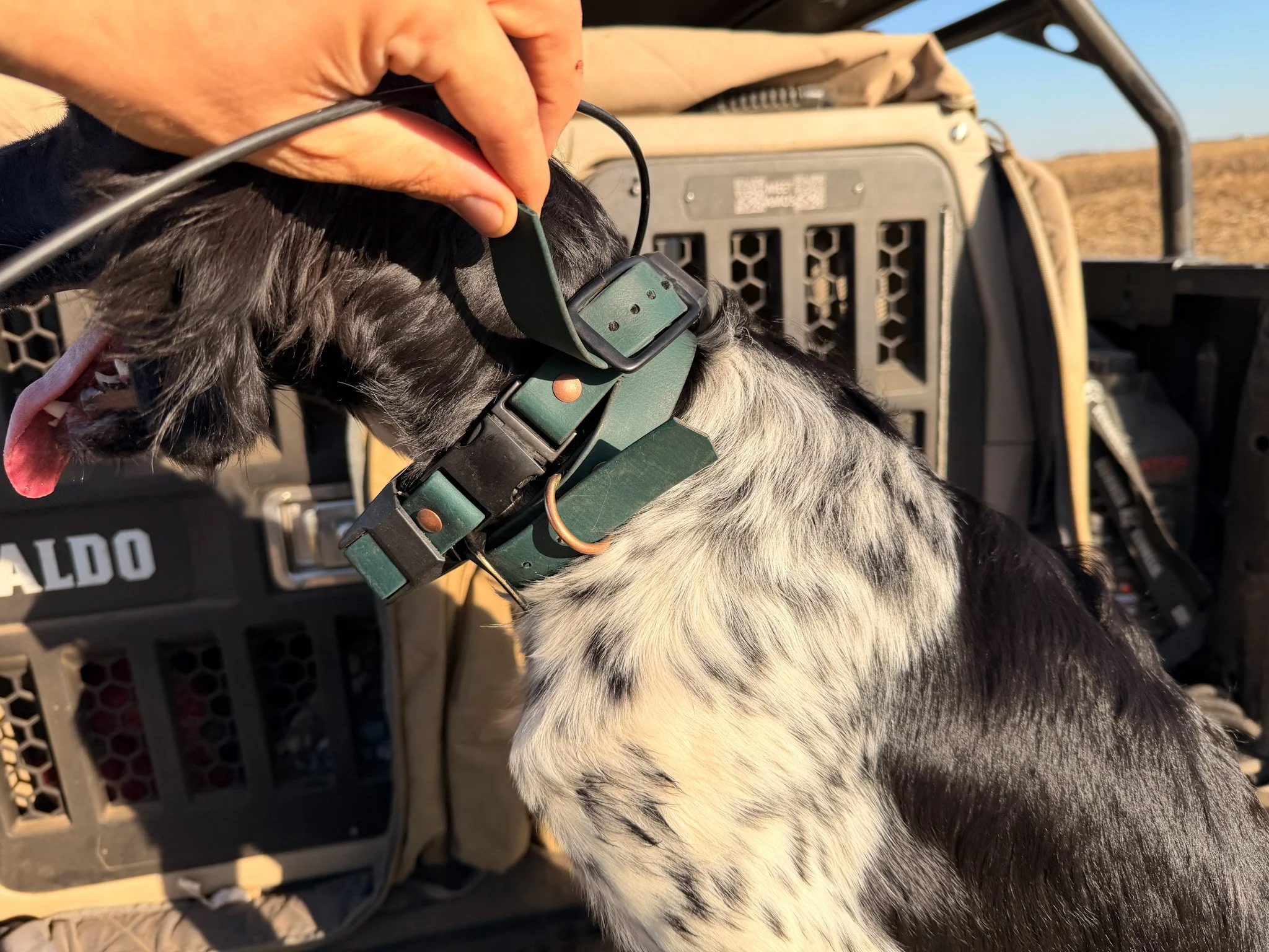 Buckle Adjustment on FieldSnap BioThane Collar .jpg
