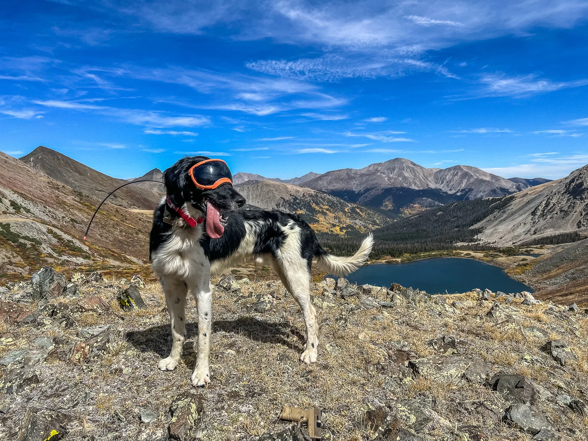 A black and white dog wearing Rex Specs goggles and a Garmin GPS tracking and training collar stands on rocky terrain in Colorado with a mountain lake and mountain range in the background.
