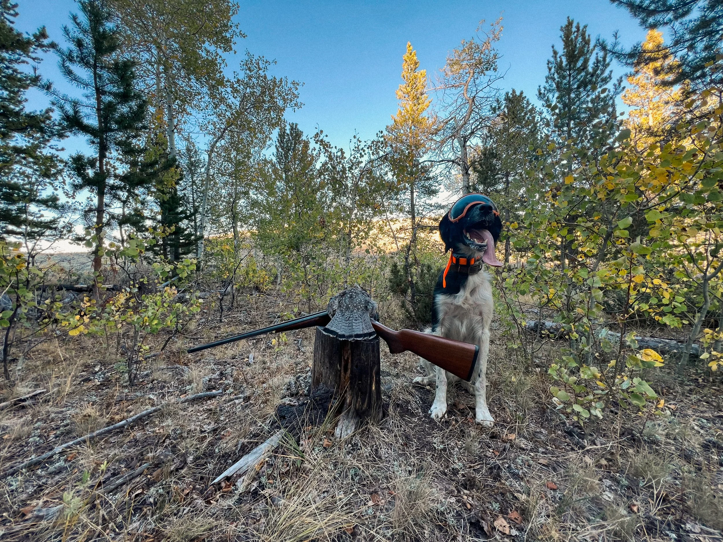 A black and white Large Munsterlander hunting dog wearing Rex Specs goggles poses with a Ruffed grouse and a CZ Sharptail 28 gauge shotgun in western Wyoming.
