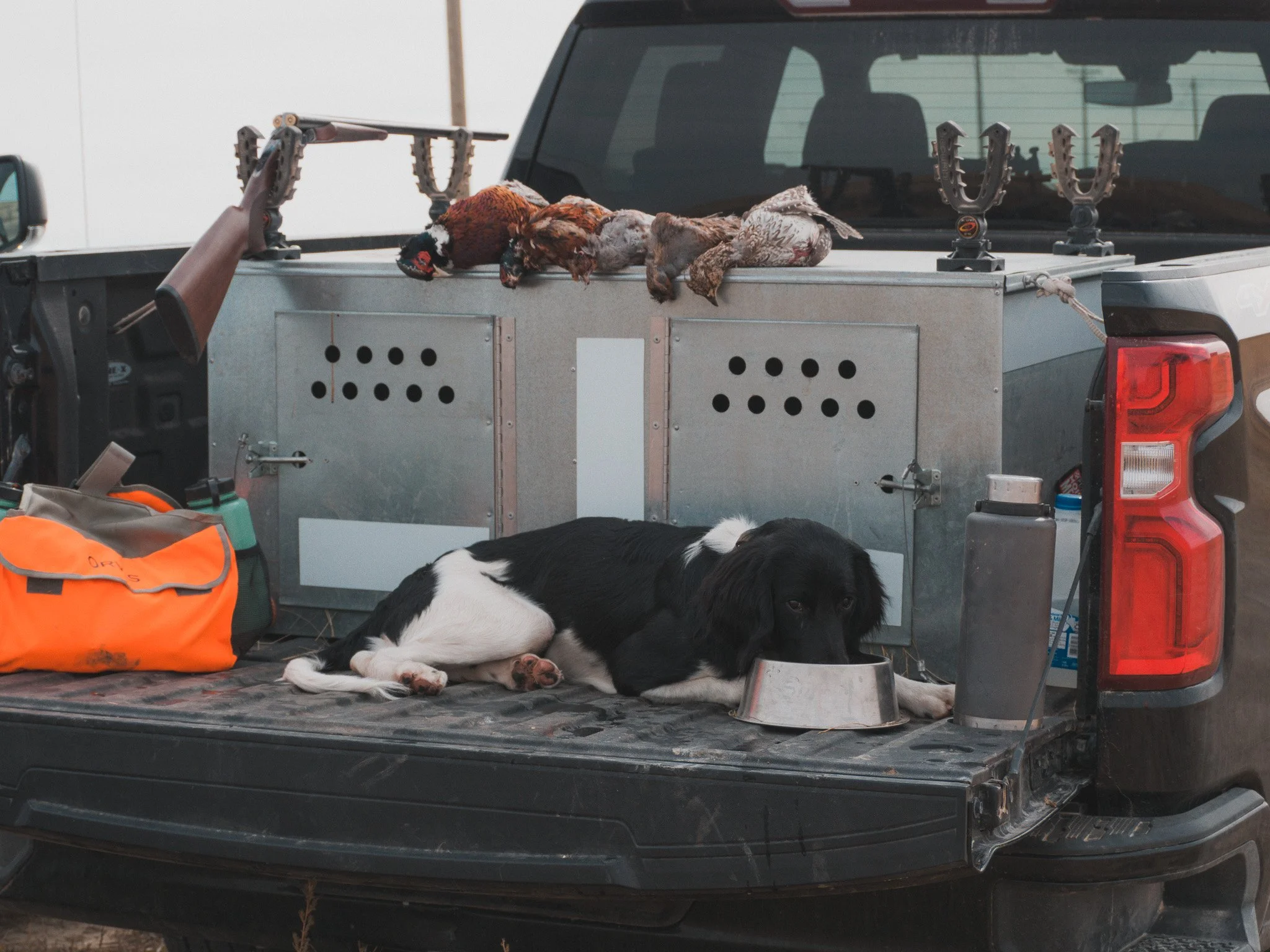 Aldo, a Large Munsterlander versatile hunting dog, drinking water out of a bowl on a tailgate after a day of upland bird hunting in Montana. 
