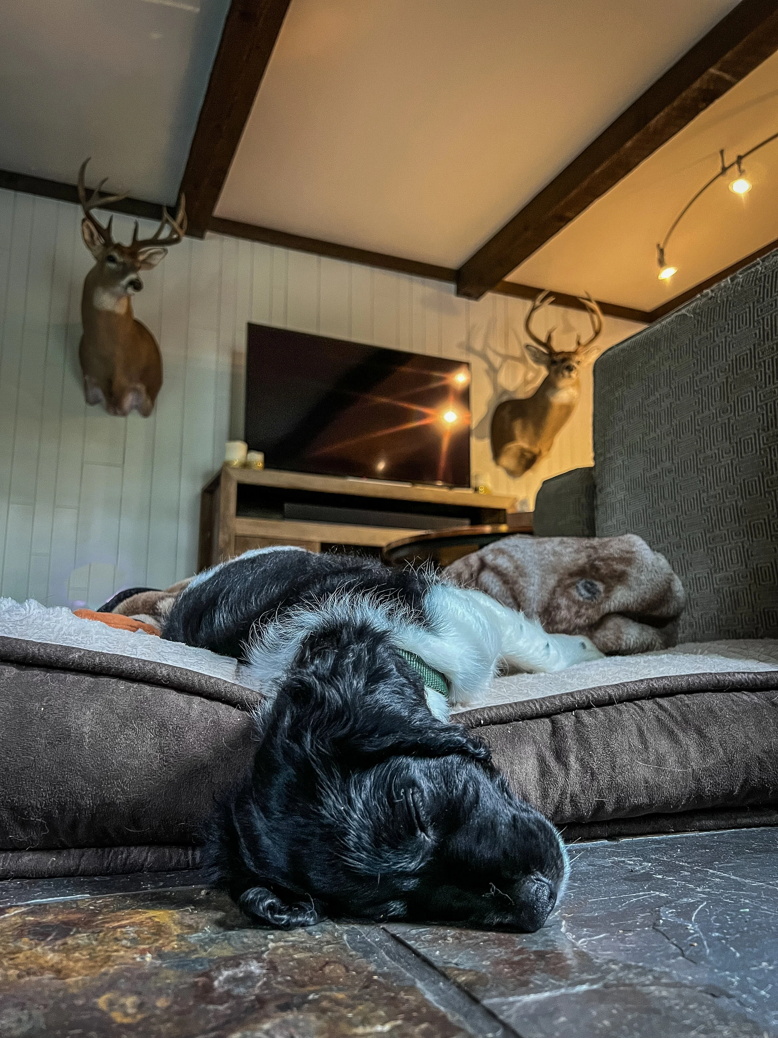 A black and white Large Munsterlander puppy sleeping on a brown sofa with a blanket, and a brown dog lying beside it, inside a room with mounted deer heads on the wall and a TV on a stand in the background.
