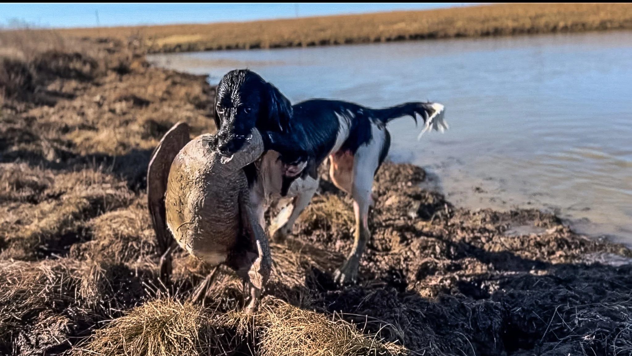 Aldo, a Large Munsterlander versatile hunting dog, retrieving a canada goose.