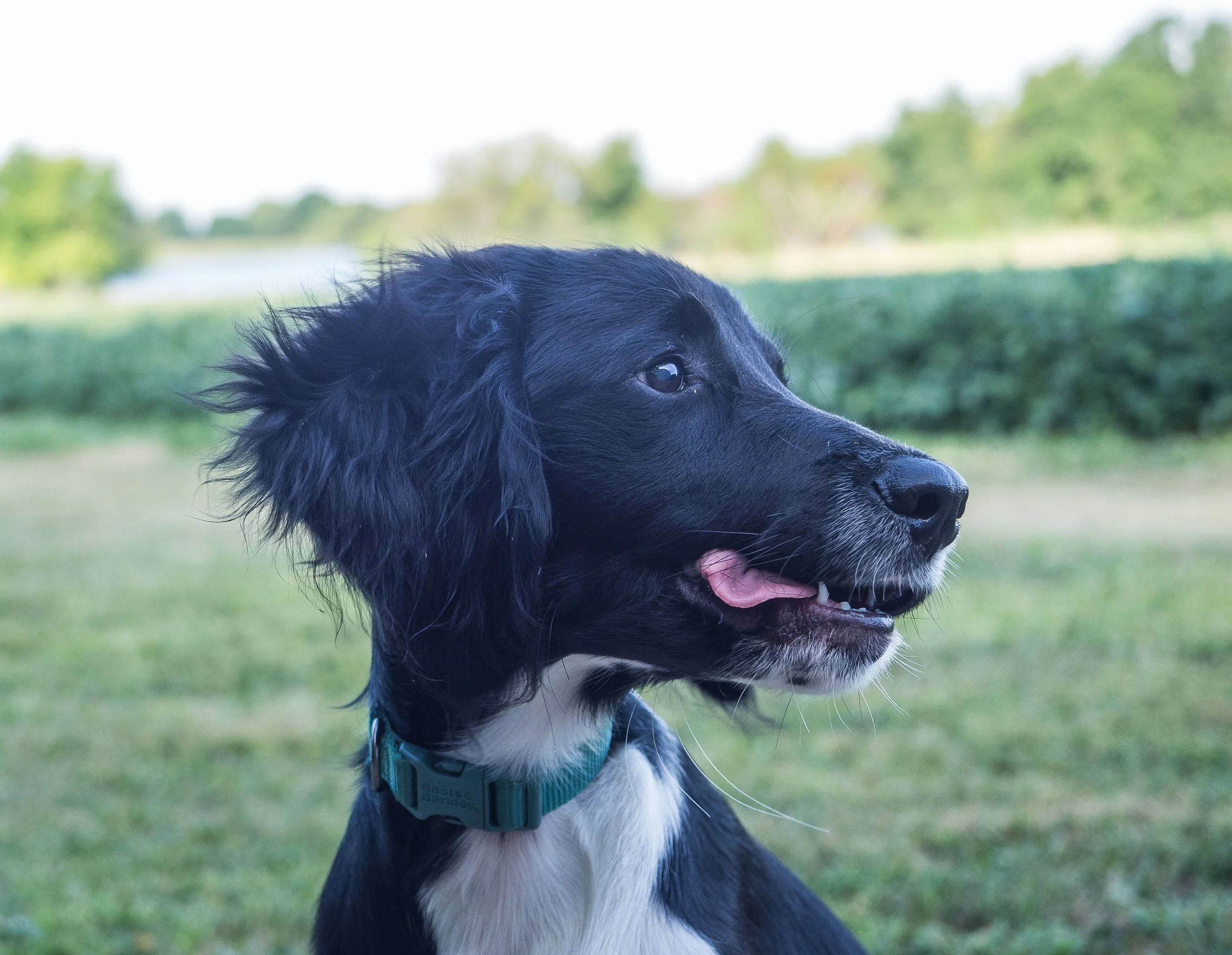 Profile of a black and white dog with floppy ears, wearing a green collar, sitting outdoors on grass with blurred trees and a lake in the background.