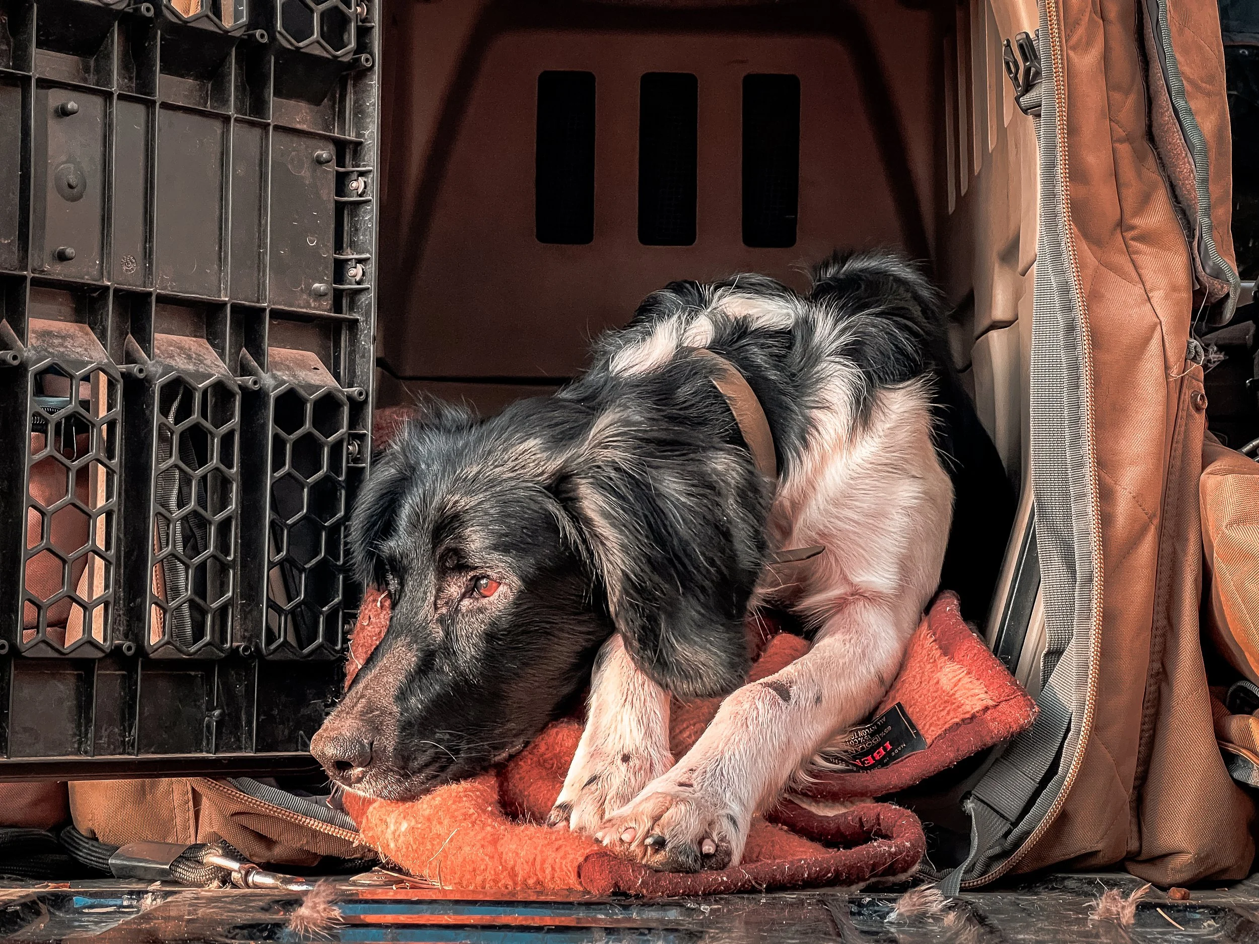 Aldo, a Large Munsterlander, resting in his Gunner G1 Kennel.
