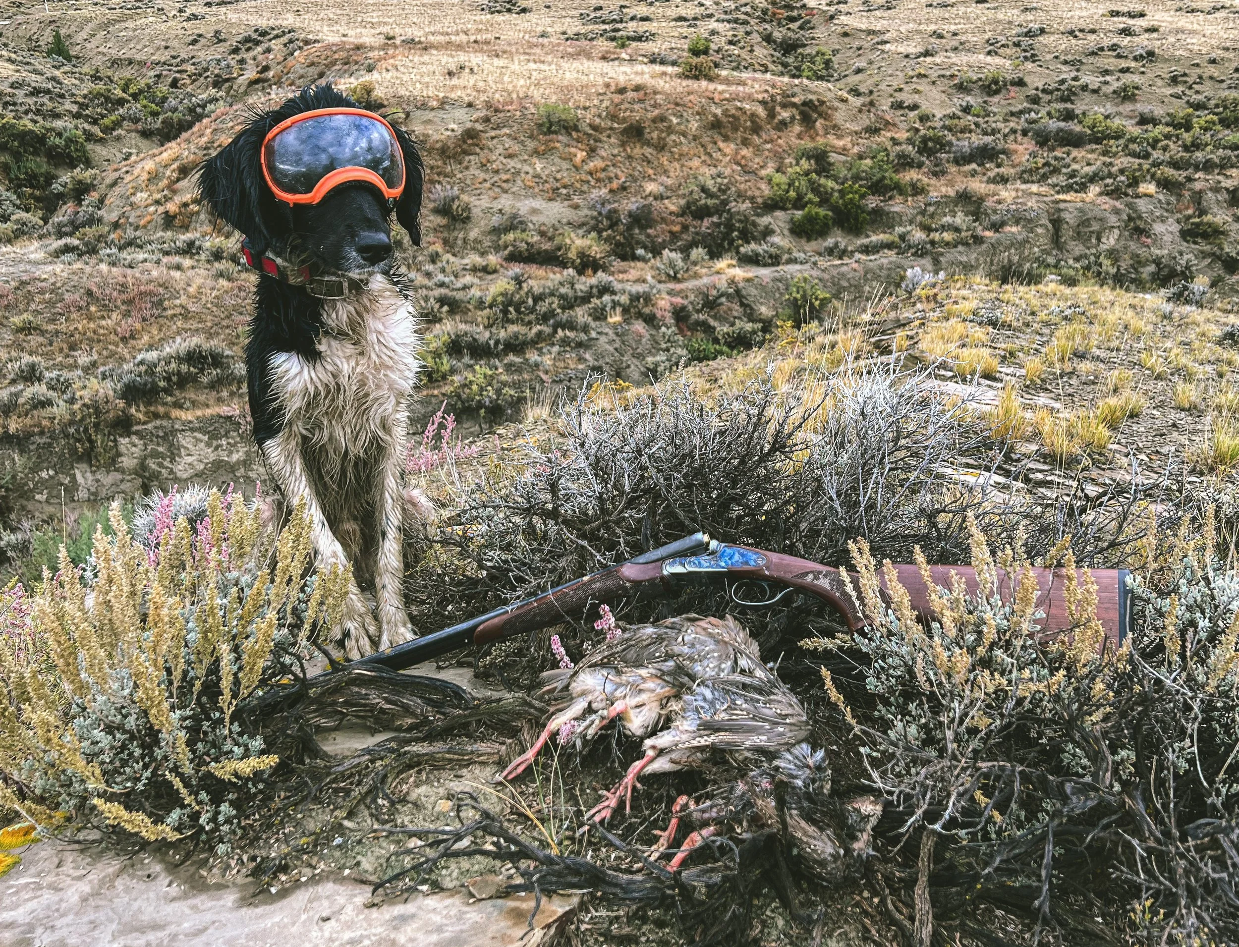 A black and white Large Munsterlander hunting dog wearing Rex Specs orange goggles sitting next to a dead chukar partridge and a CZ Sharptail 28 gauge shotgun in a dry, hilly landscape with shrubs in Wyoming.