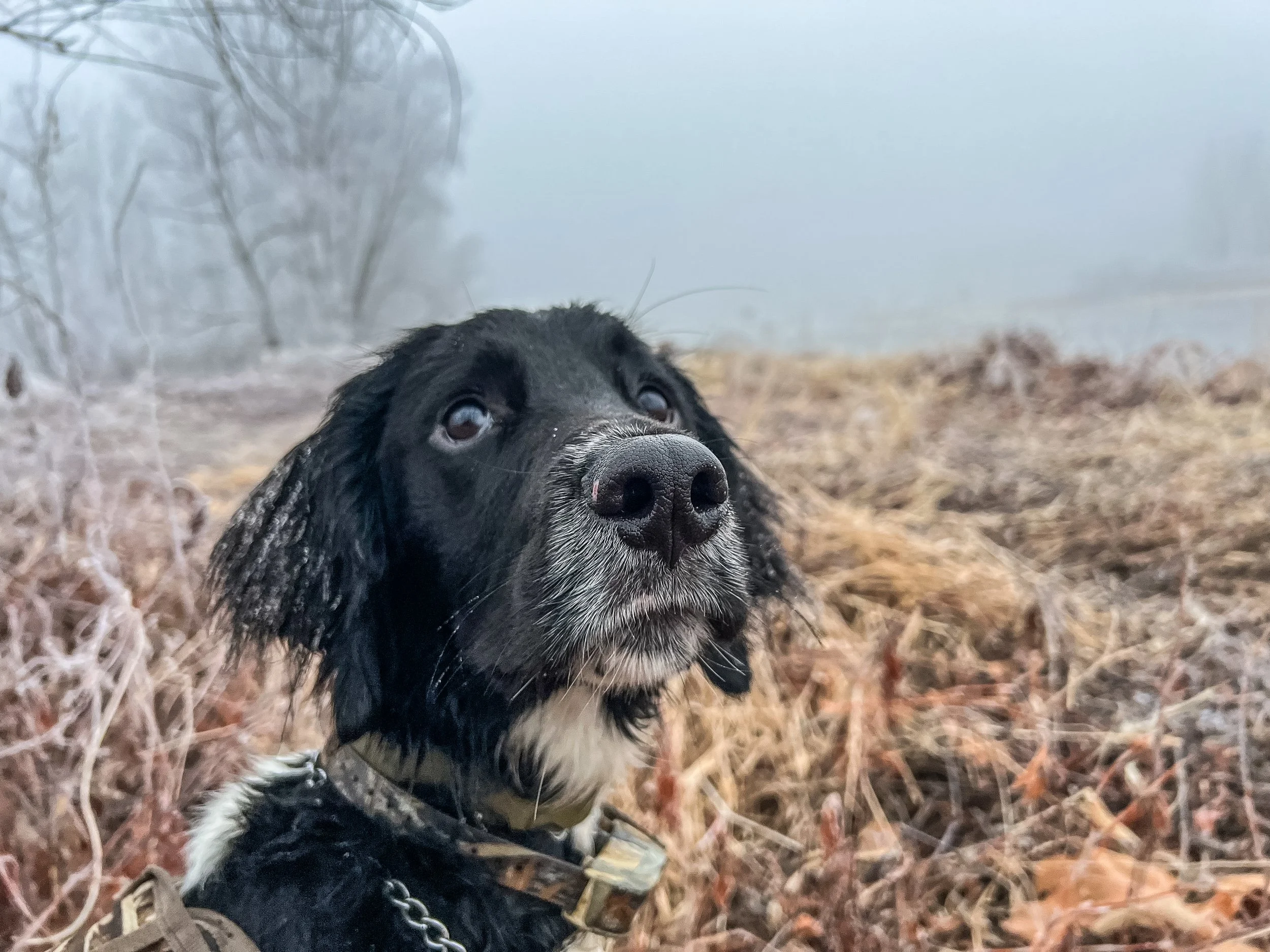 Close-up of a black and white Large Munsterlander puppy, with a misty, foggy outdoor background and dry grass during a late season Kansas goose hunt.