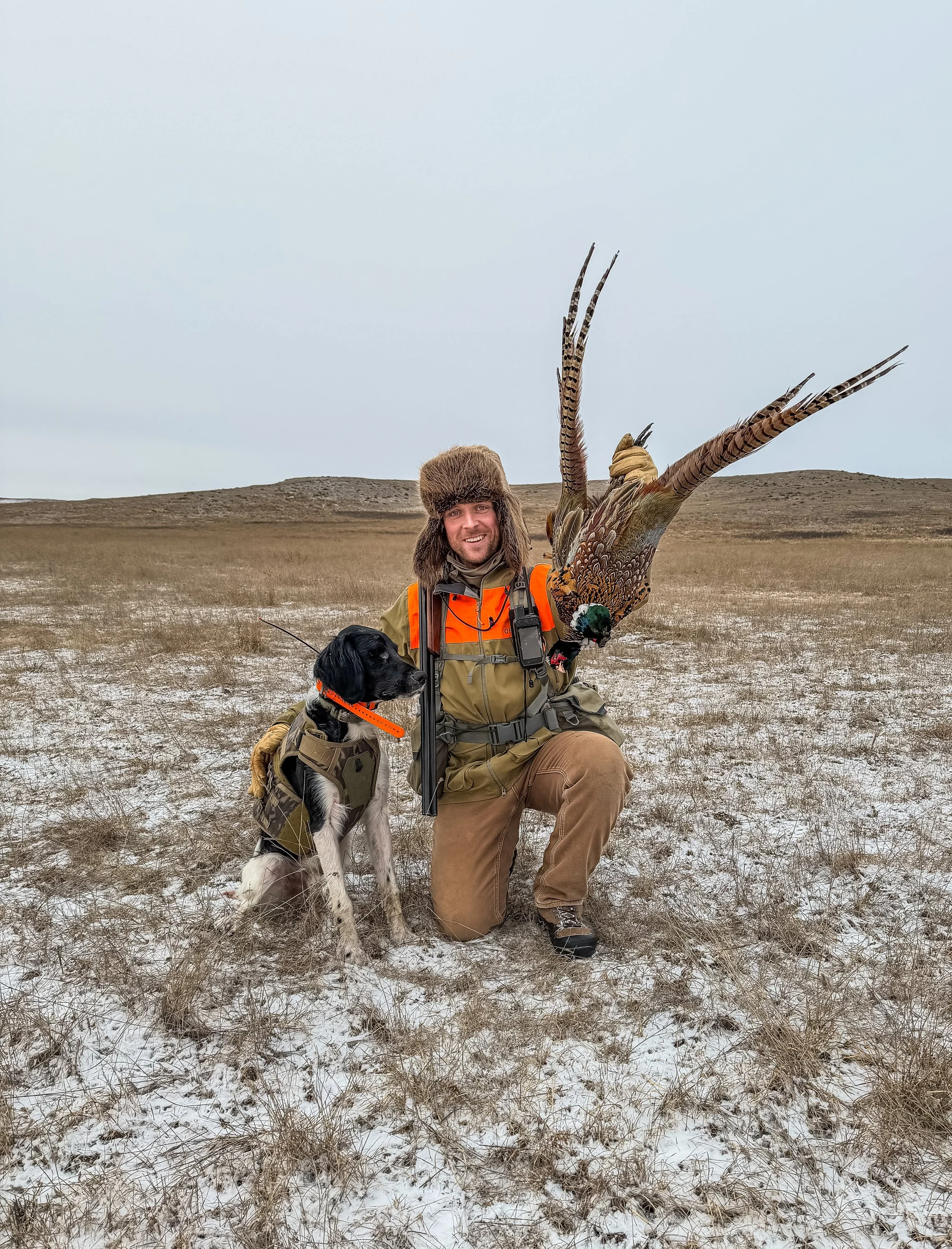 A man in hunting gear kneels on a snowy field with a black and white Large Munsterlander hunting dog beside him. He is holding two Ring-necked pheasants and a Stevens 555 12 gauge shotgun near Lemmon, South Dakota.