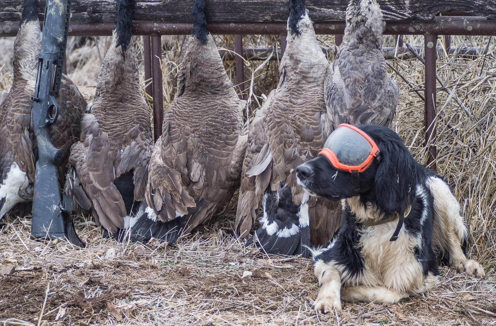 Aldo Posing with Canada Geese Limit 2023.jpg
