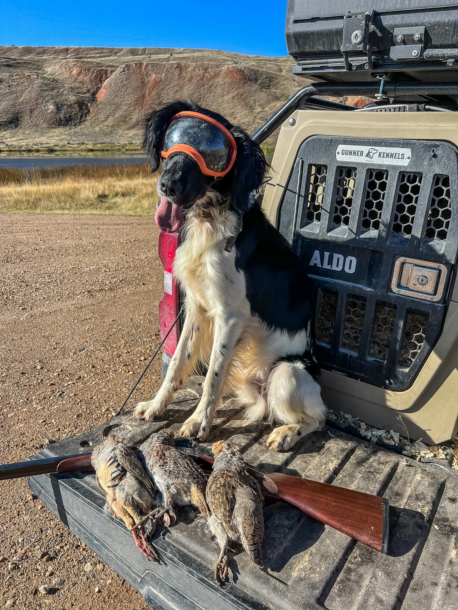Aldo, a Large Munsterlander versatile hunting dog, wearing Rex Specs dog goggles, sitting on the tailgate with a Gunner G1 Kennel, a CZ Sharp-tail side-by-side shotgun, and Hungarian partridge also known as Gray partridge.