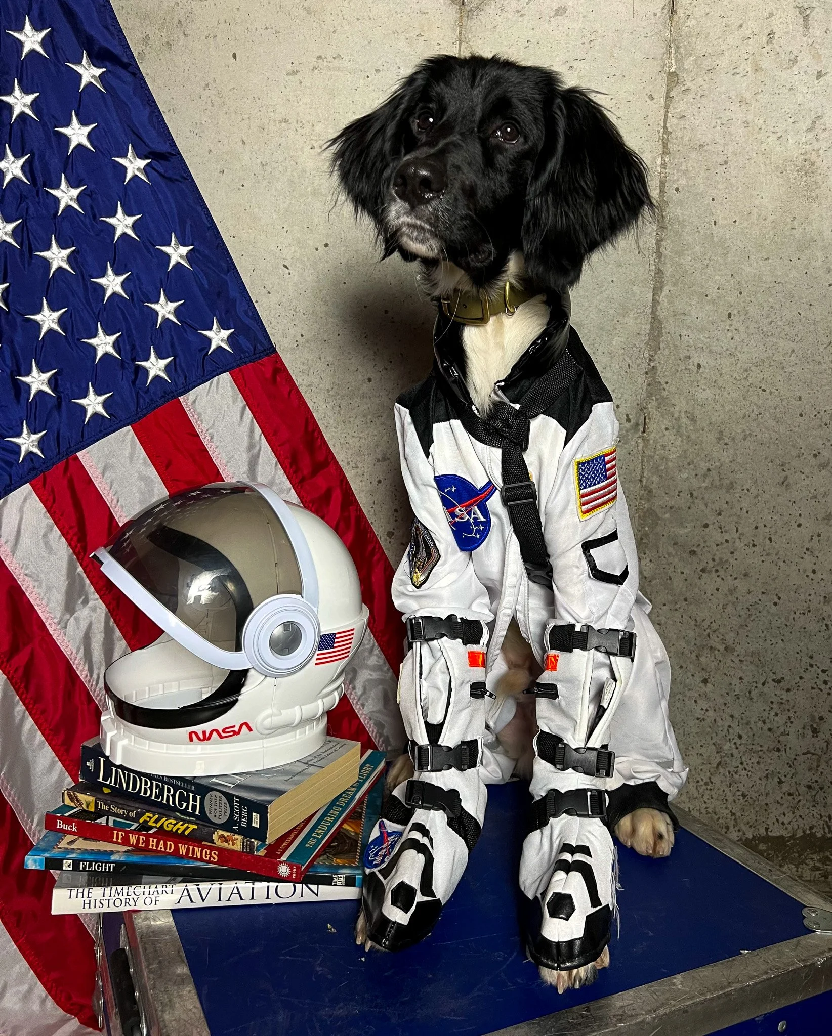 Aldo, a six month old Large Munsterlander versatile hunting dog, dressed in a dog halloween costume as an astronaut.