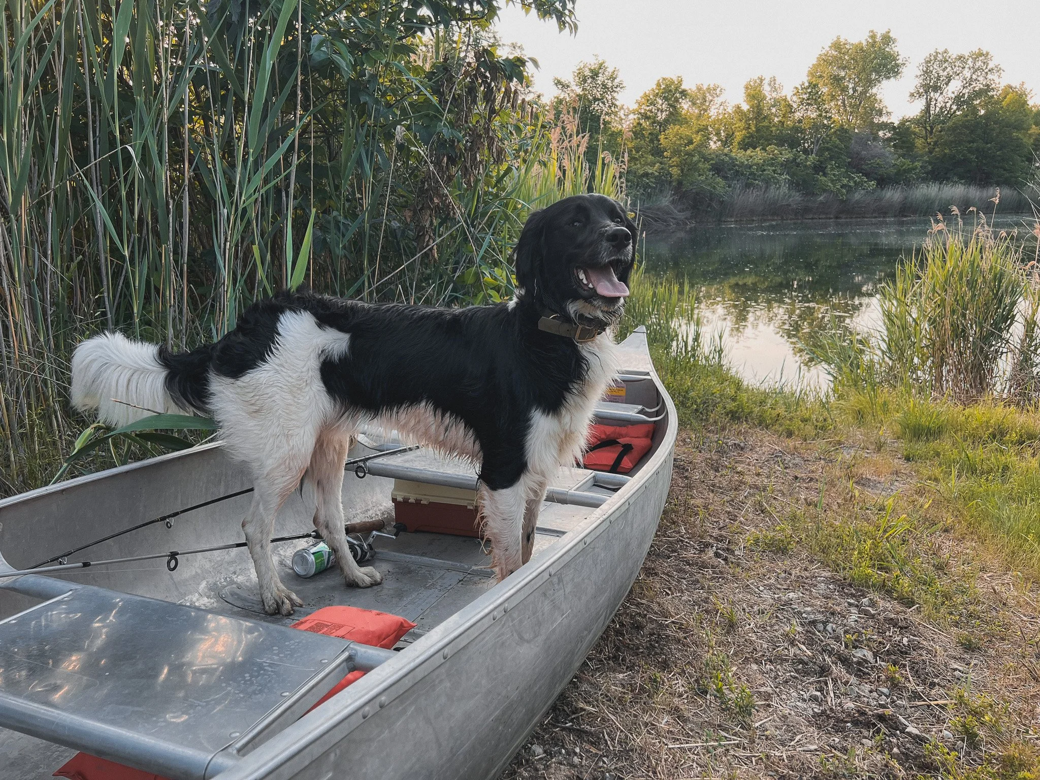 Aldo a Large Munsterlander versatile hunting dog standing in a canoe.