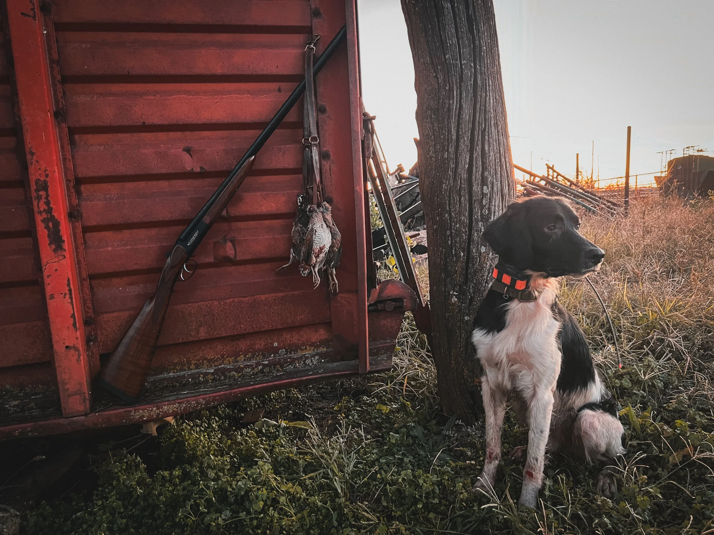 A black and white Large Munsterlander hunting dog sitting next to old farm equipment at sunset with dead bobwhite quail birds hanging on a Weatherby side-by-side shotgun.