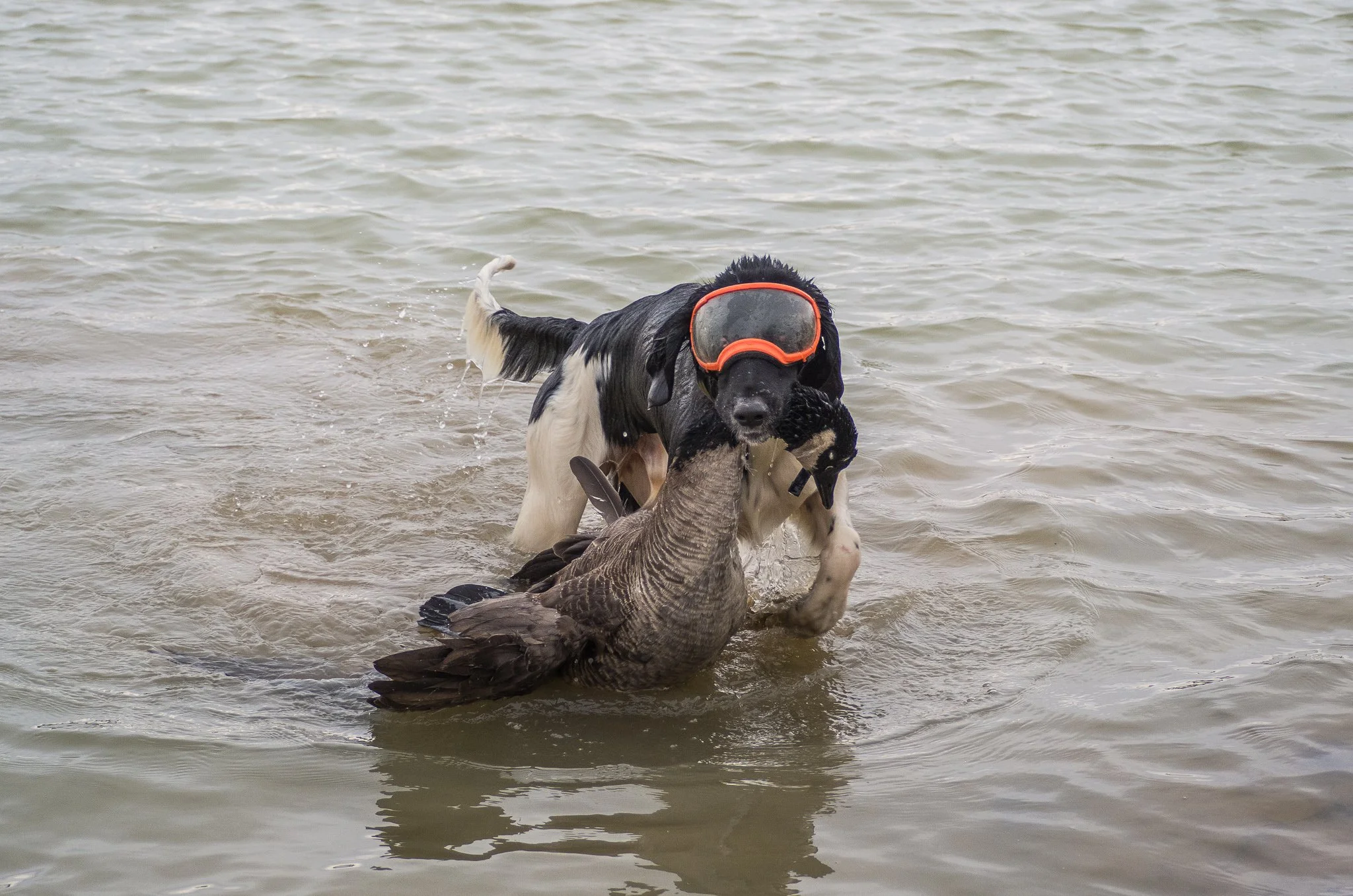 A black and white dog with a diving mask on its head holding a duck in its mouth in shallow water.