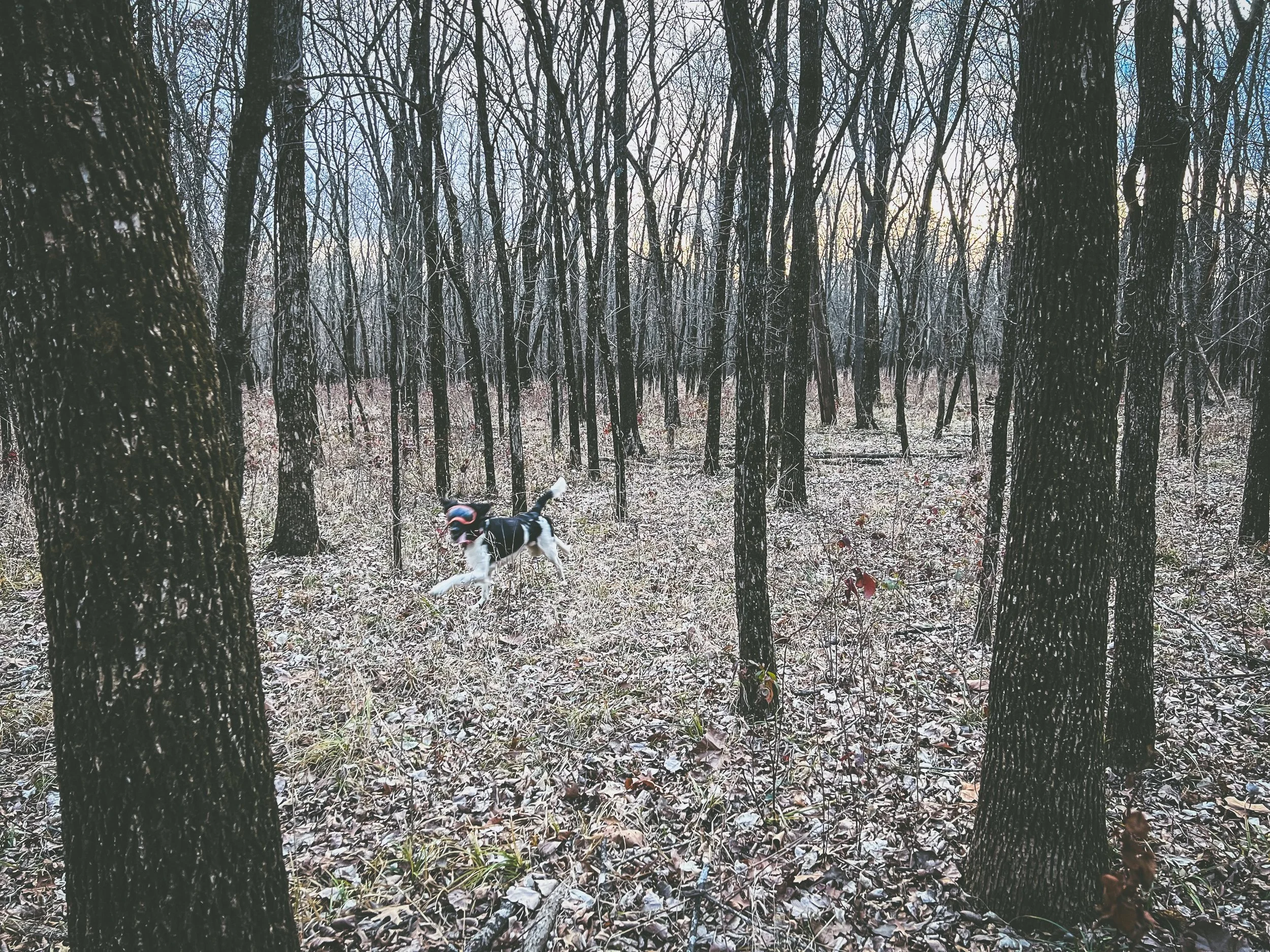 A black and white Large Munsterlander hunting dog running through a leaf-covered forest with bare trees during winter.
