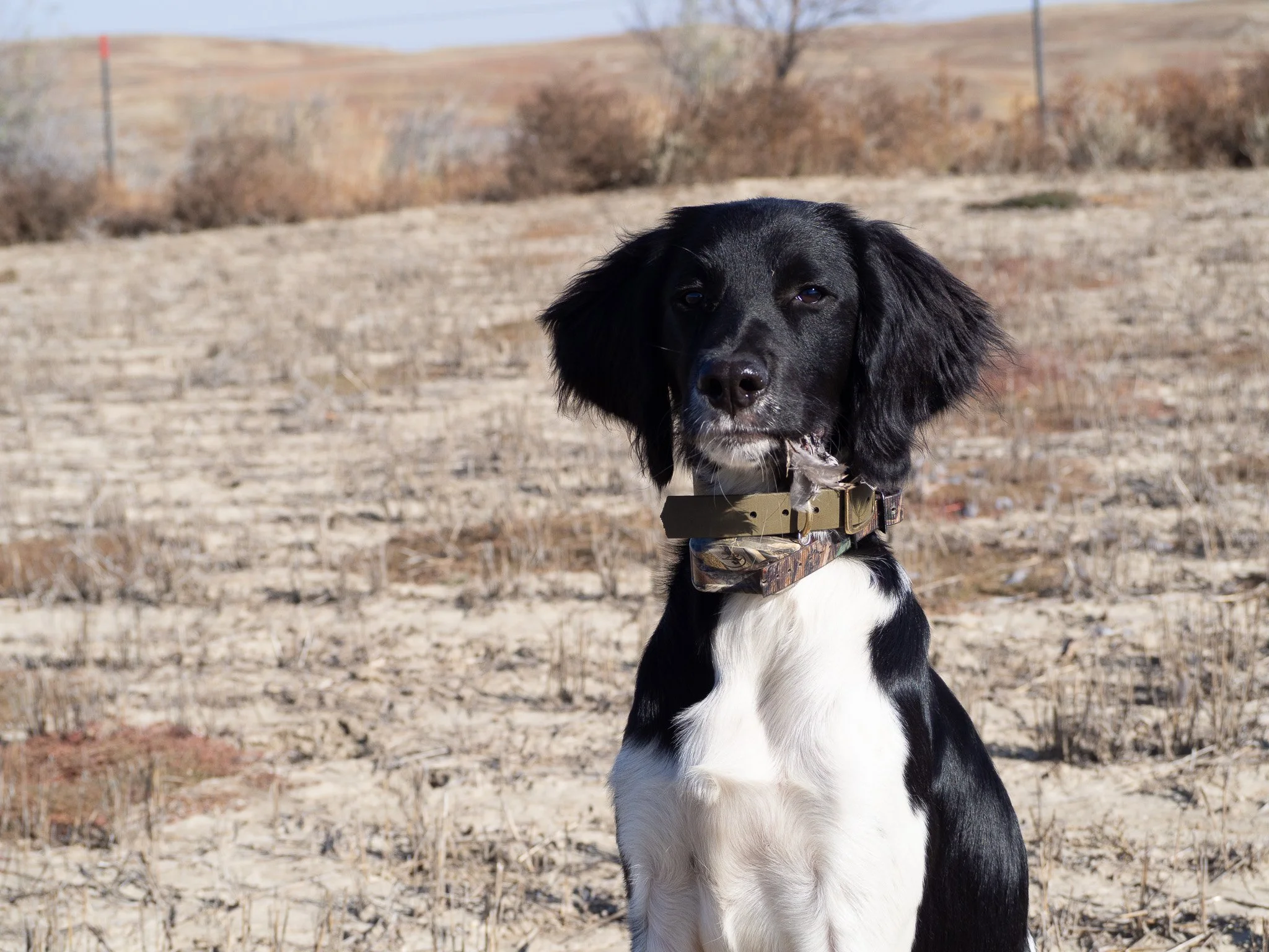 Aldo, a six month old Large Munsterlander versatile hunting dog, Sharp-tail grouse feathers in his mouth on his first upland bird hunt in Montana.
