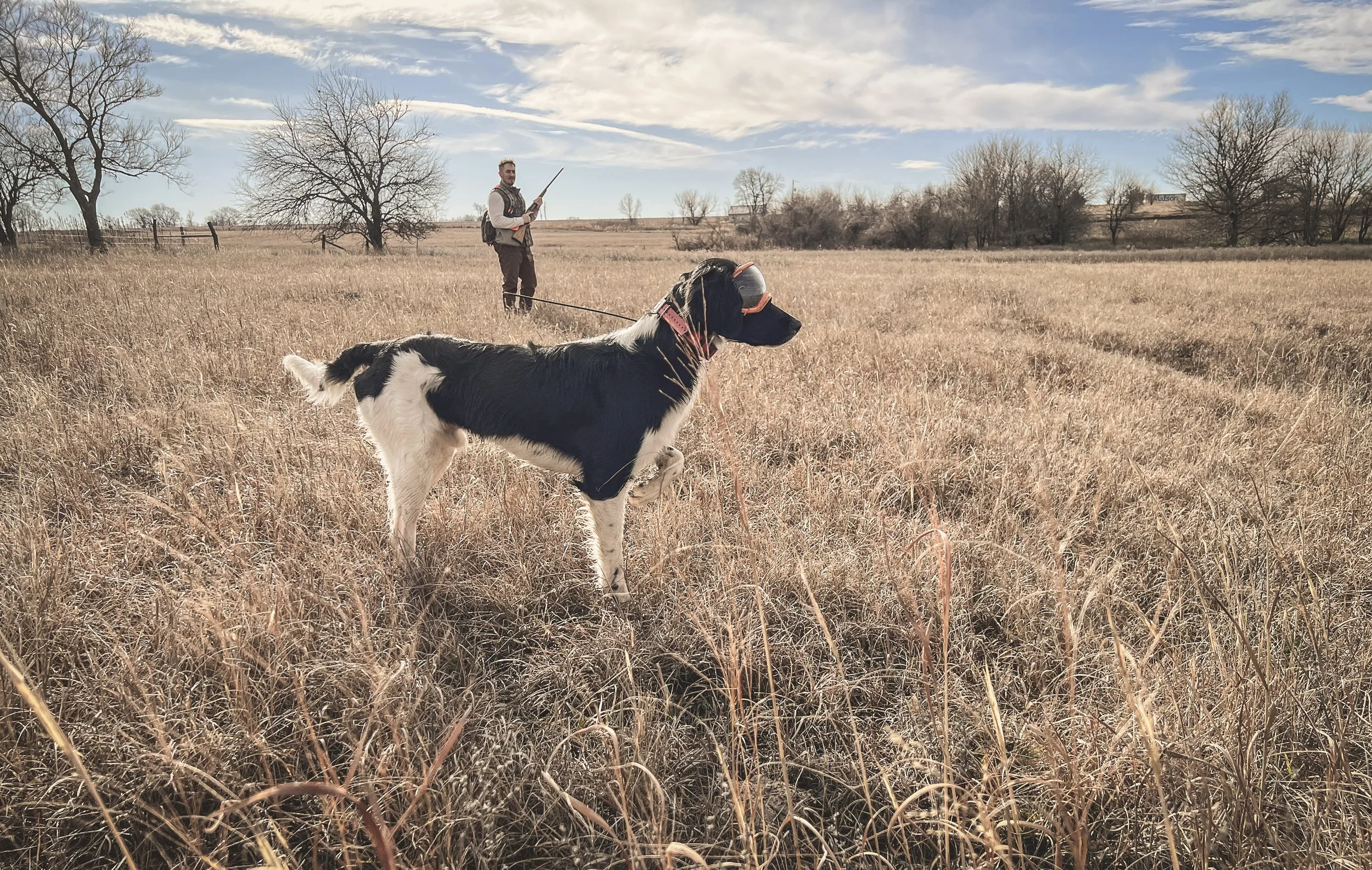 A person and a dog in a dry grassy field on a clear day. The person is standing in the background holding a stick, while the dog in the foreground wears sunglasses and a harness, looking into the distance.