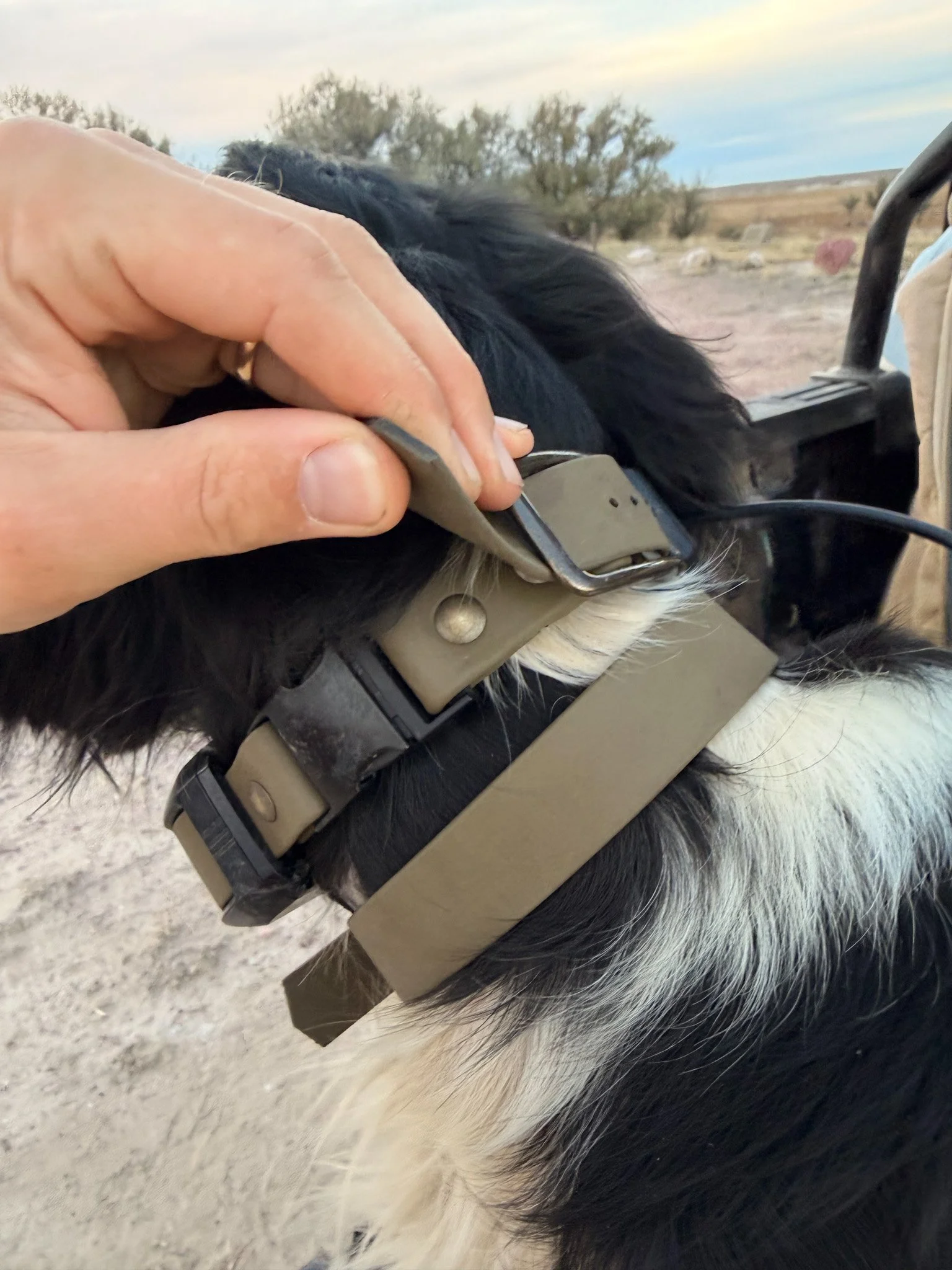 Buckle Adjustment on FieldSnap BioThan Collar_2.jpg