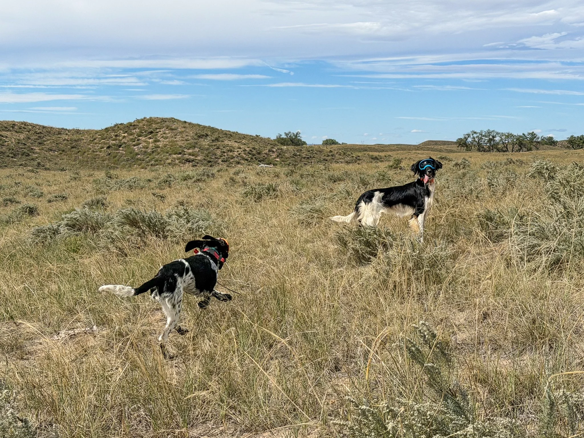 Aldo and Amos, two Large Munsterlander bird dogs, in Wyoming