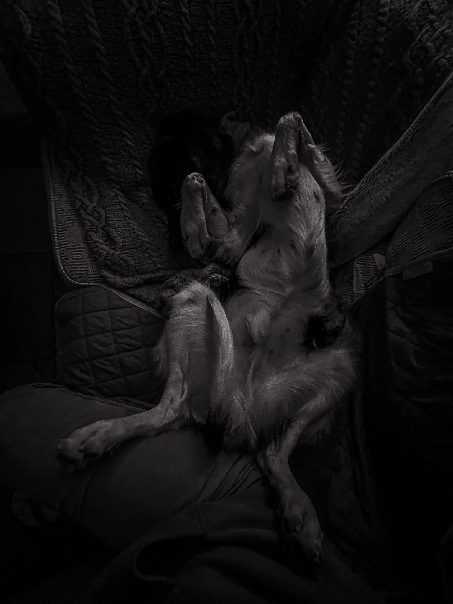 Aldo, a Large Munsterlander versatile hunting dog, laying on his back sleeping.