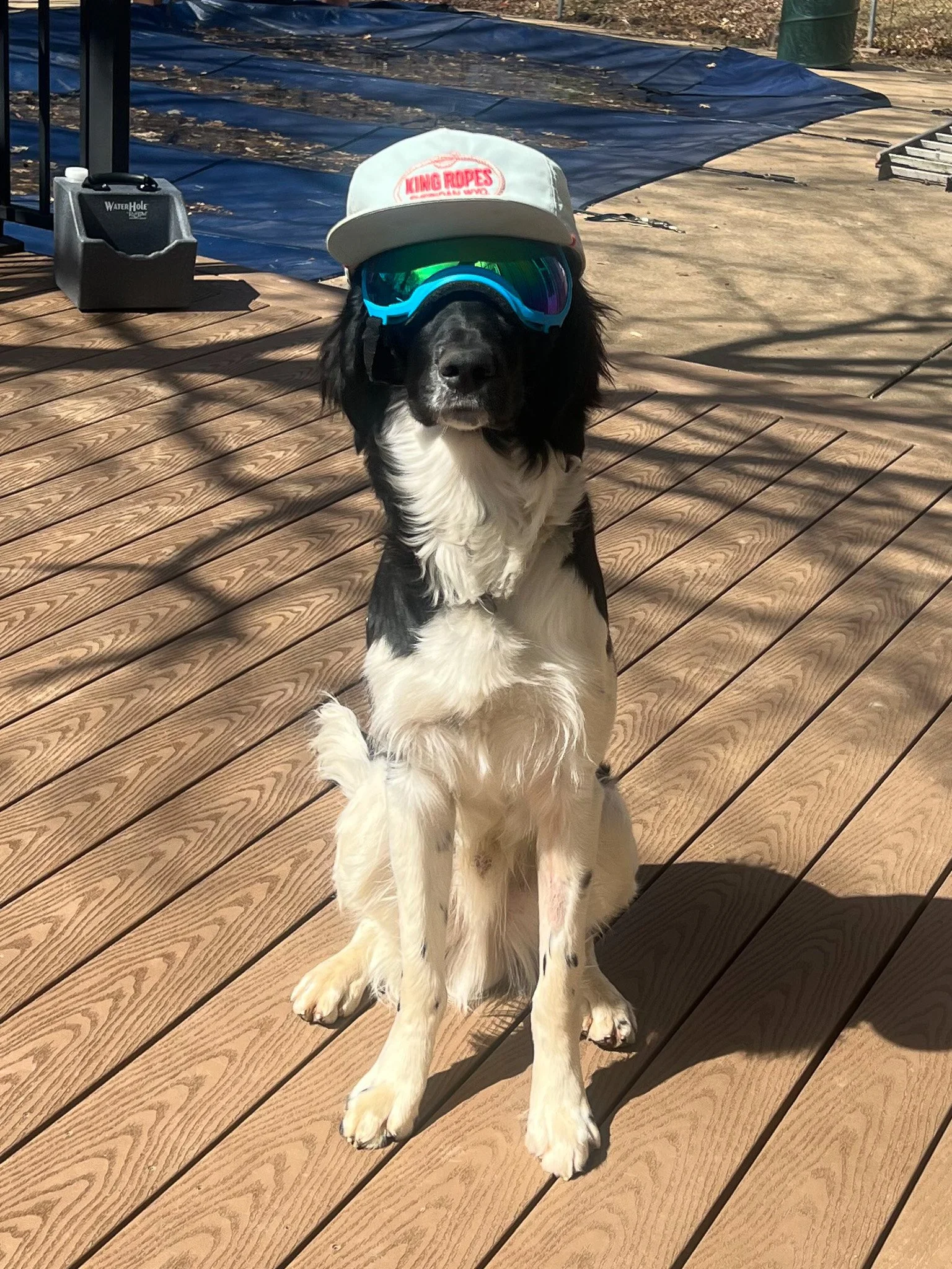 hunting dog wearing rex specs dog goggles