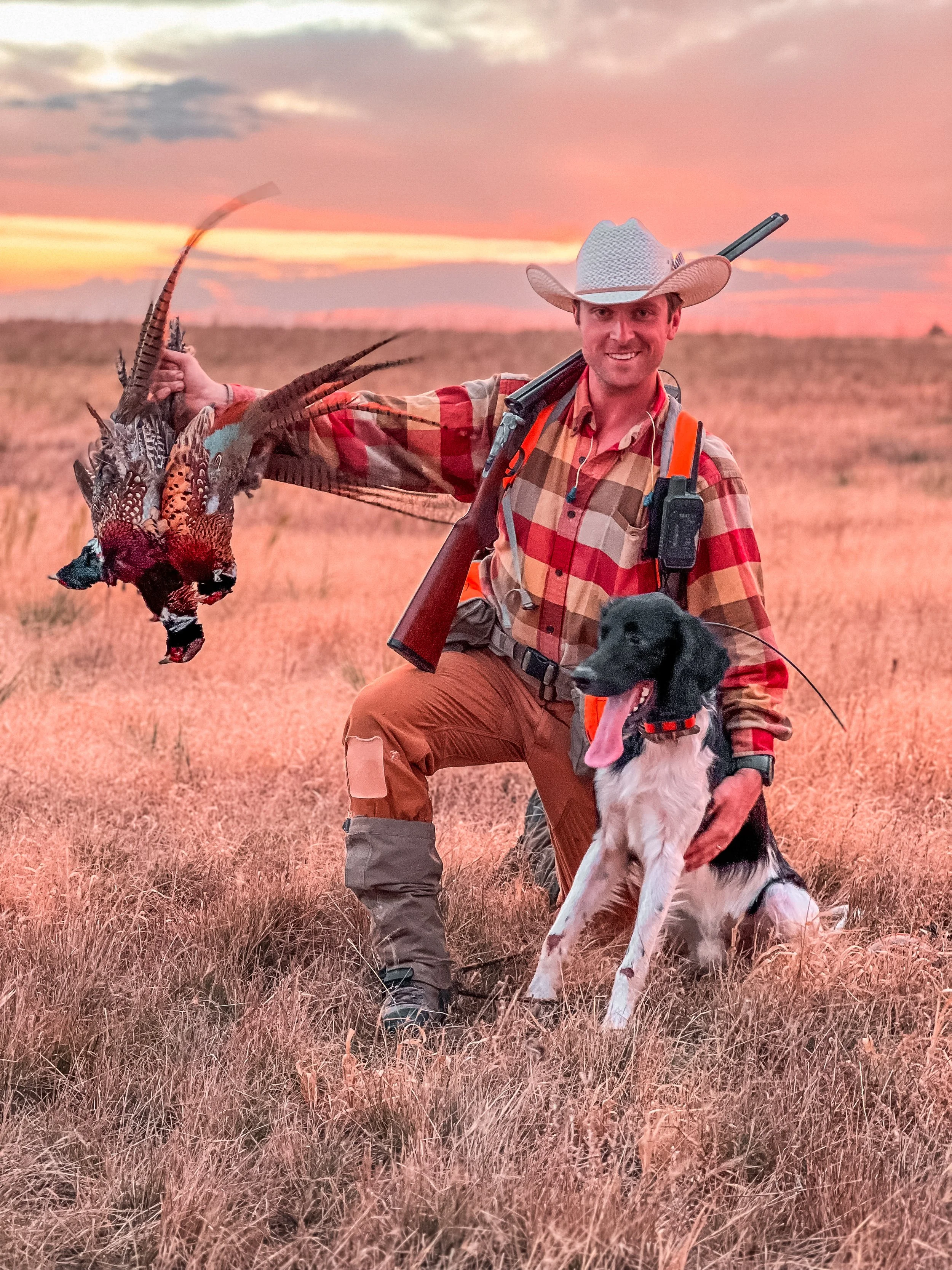 A man in cowboy attire kneels in a grassy field at sunset, holding a daily limit of Ringnecked pheasants at sunset with his black and white Large Munsterlander hunting dog in South Dakota.