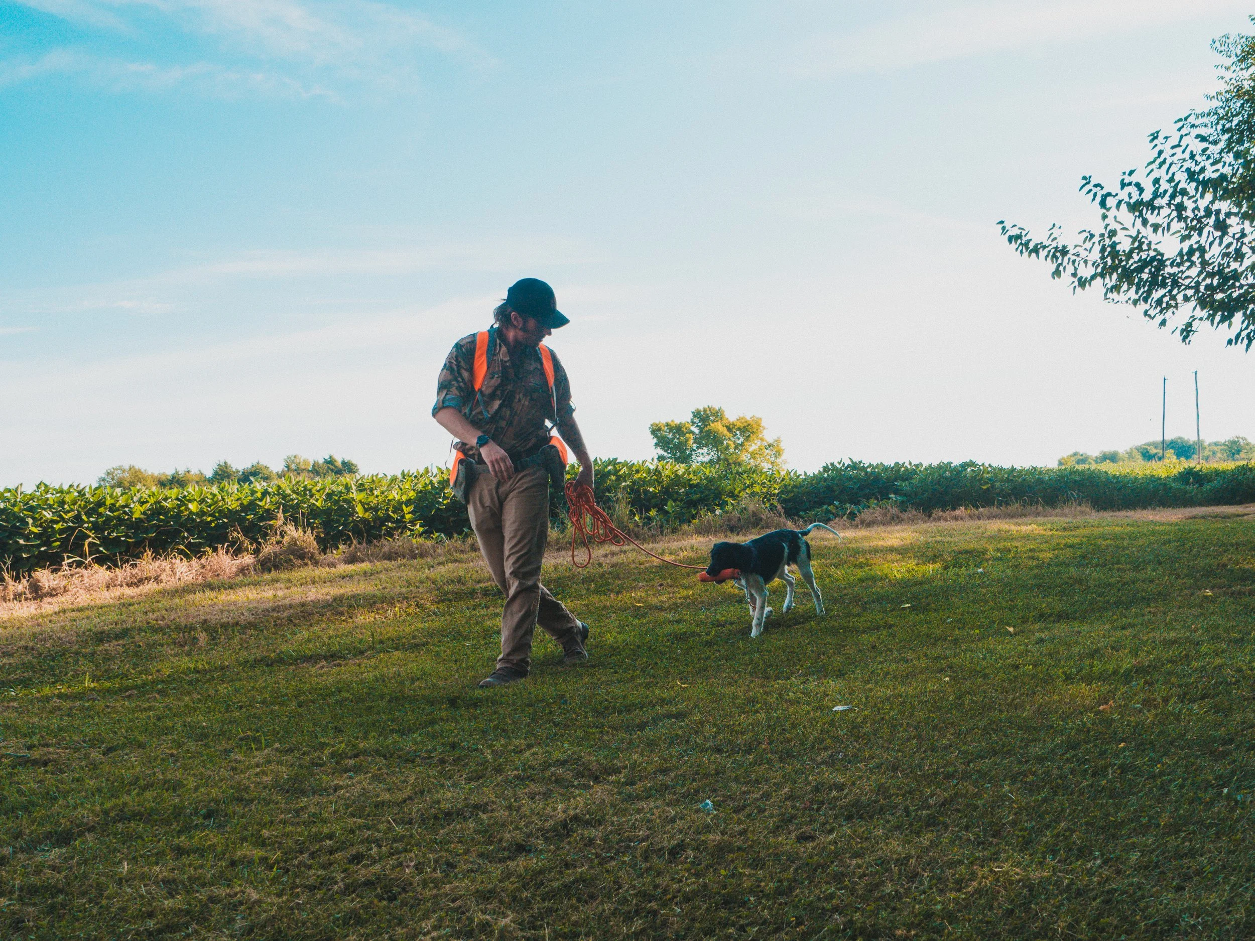 A person walking a dog in a grassy field on a sunny day, holding a leash and a ball in the dog's mouth.