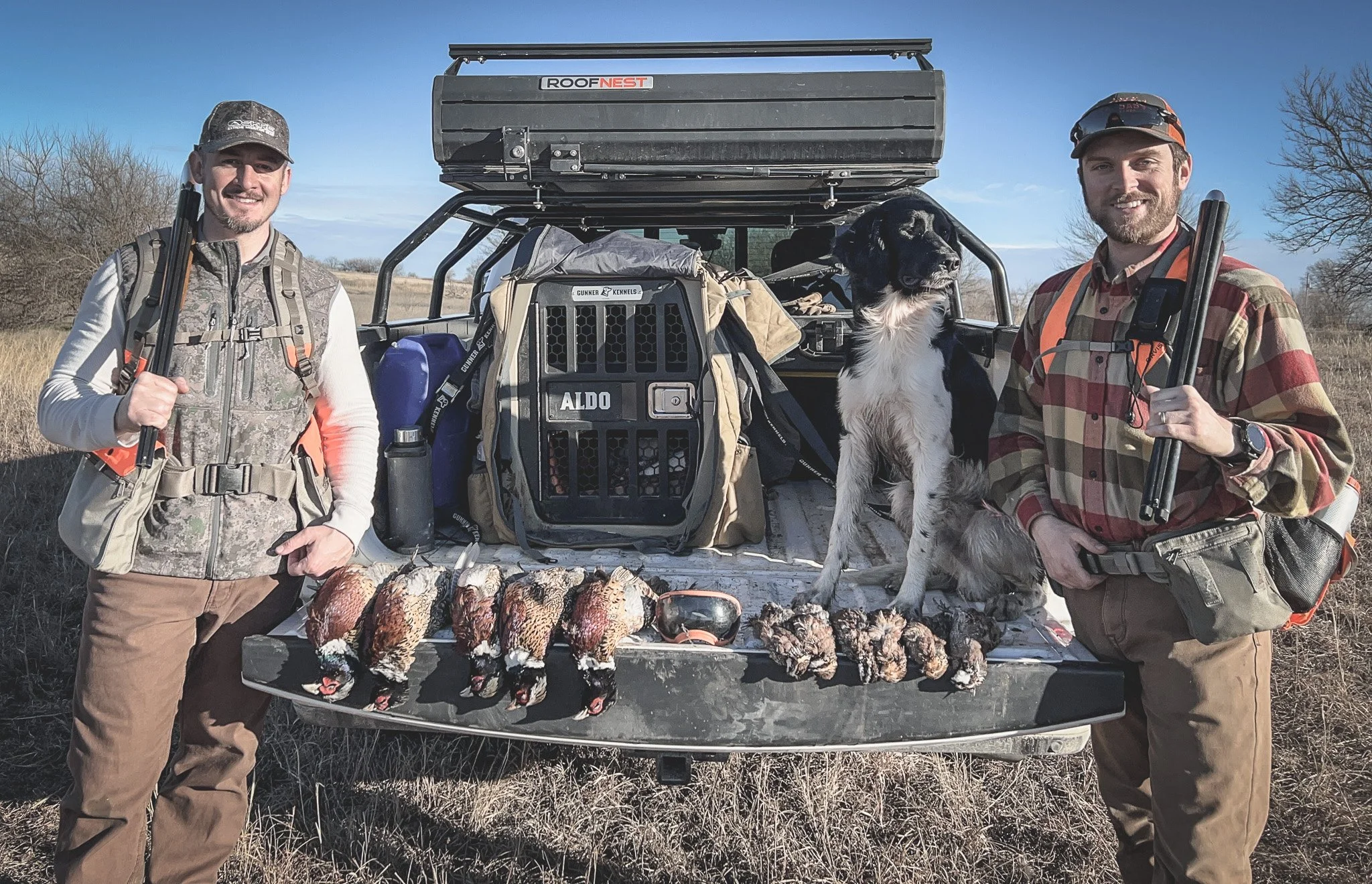 Aldo, a Large Munsterlander versatile hunting dog, stands on the tailgate with Bobwhite quail and Ring-neck rooster pheasants after a Kansas upland bird hunt. A Gunner G1 Kennel can be seen in the bed of the truck under a Roofnest roof top tent.