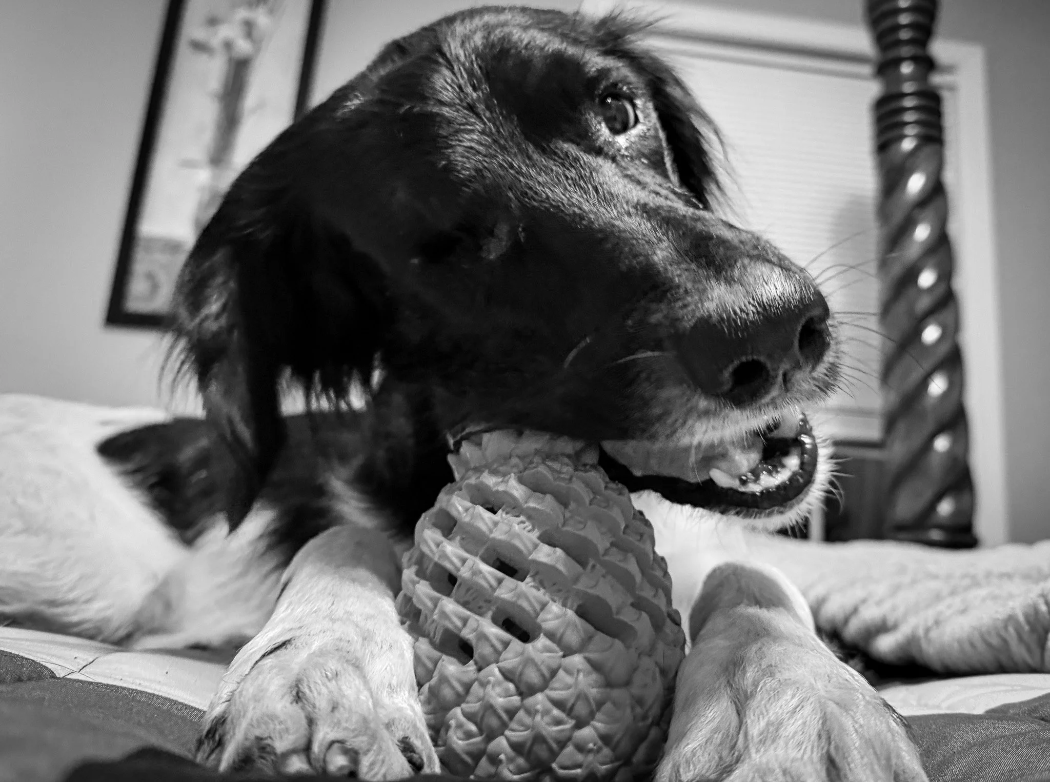 Aldo, a Large Munsterlander versatile hunting dog, chewing on a pineapple dog toy.