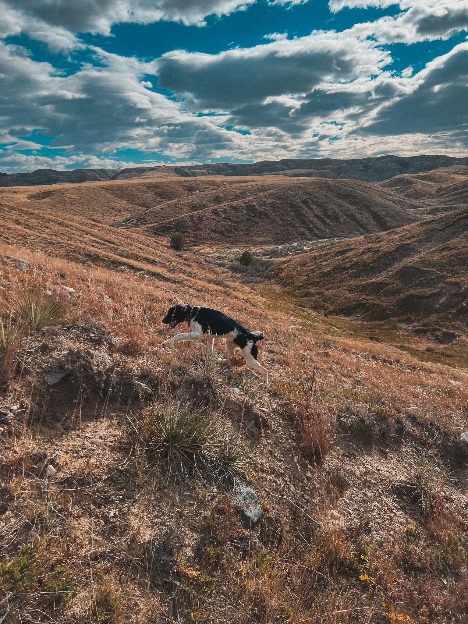 Aldo, a six month old Large Munsterlander versatile hunting dog, running up a coulee in Montana on his first upland bird hunt.