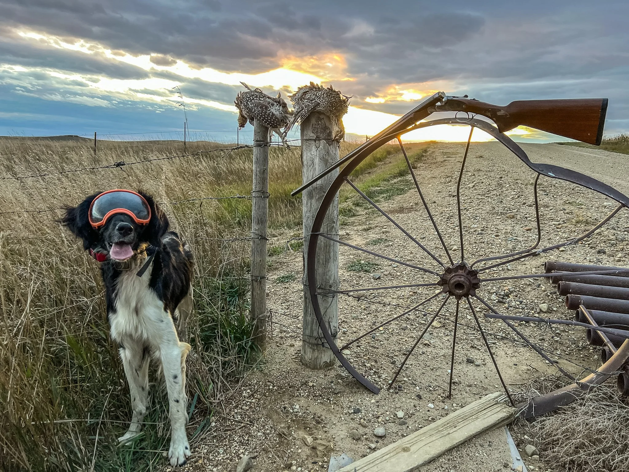 Aldo and a Pair of Montana Sharptails 2024.jpg