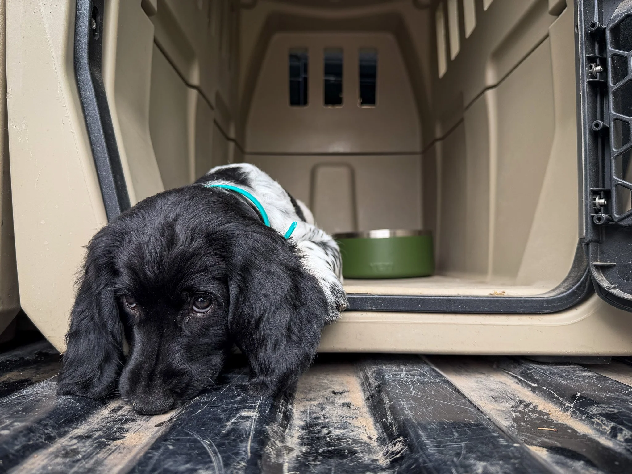 Amos, a Large Munsterlander puppy, in his Gunner kennel with a Yeti dog bowl.