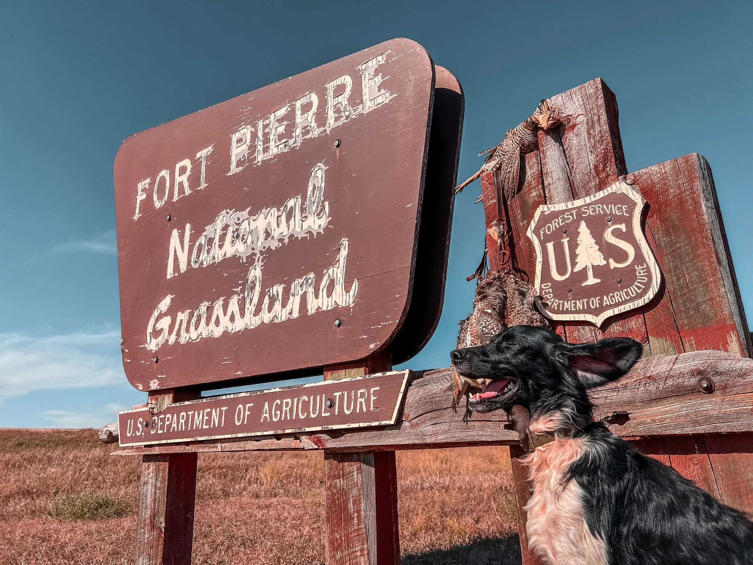 A black and tan dog sitting in front of a weathered wooden sign for Fort Pierre and the National Grand Land. A forest service emblem is mounted on the wooden structure, with dried plants hanging nearby. The sky is clear and blue.