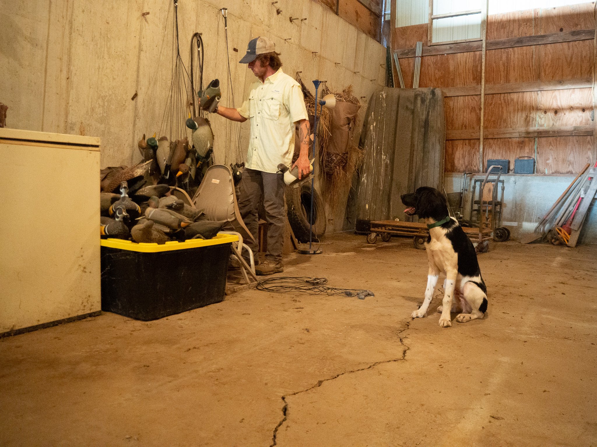 Aldo, a Large Munsterlander versatile hunting dog, sits and observes while Ian prepares decoys for an upcoming duck hunt.