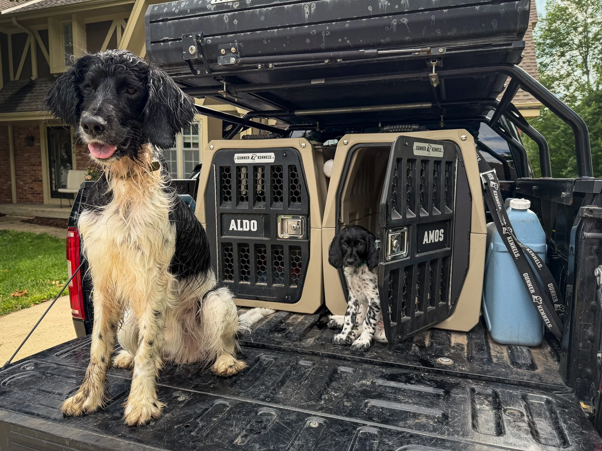 Aldo, left, and Amos, right, two Large Munsterlander versatile hunting dogs in the bed of a Ford F150 with Gunner kennels.