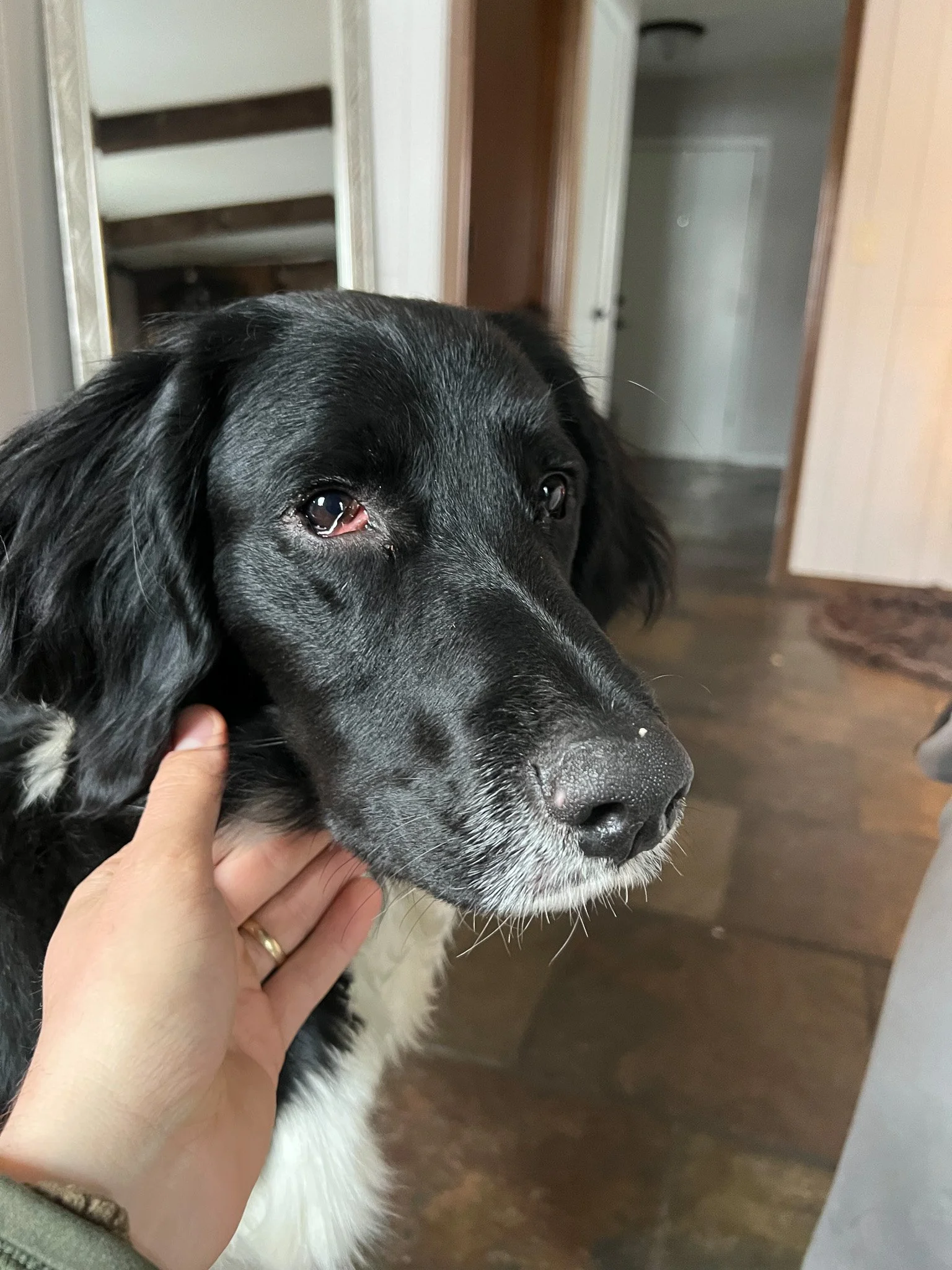 Close-up of Aldo’s face showing a traumatic eye injury with redness and irritation shortly after a field accident.