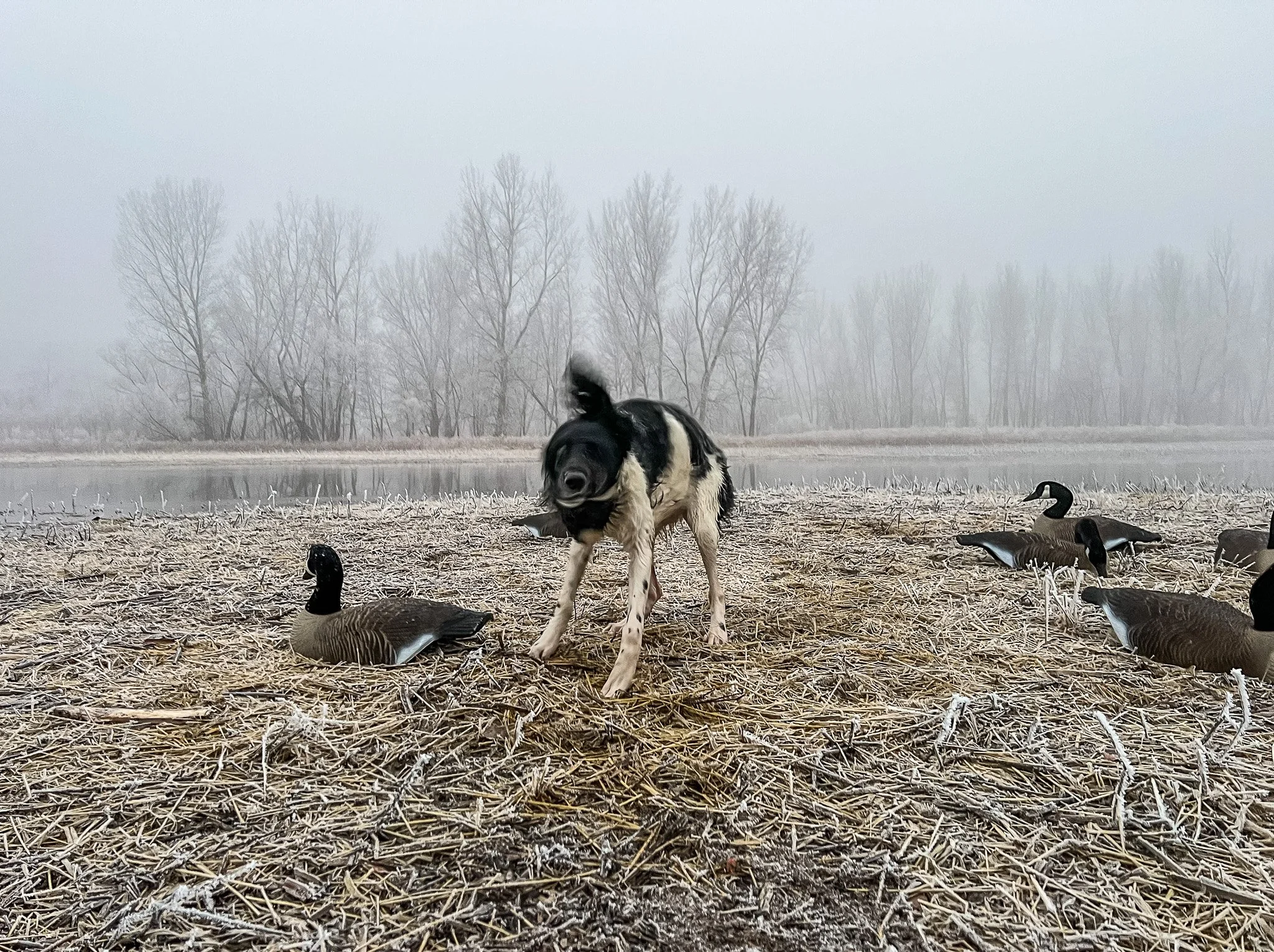 Aldo, a Large Munsterlander versatile hunting dog, shakes off after getting in the water on a goose hunt in Kansas.