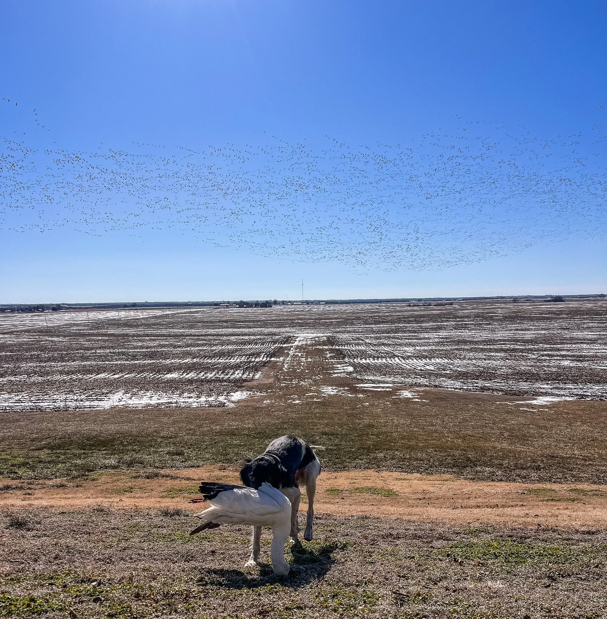 Aldo, a Large Munsterlander versatile hunting dog, retrieving a snow goose.
