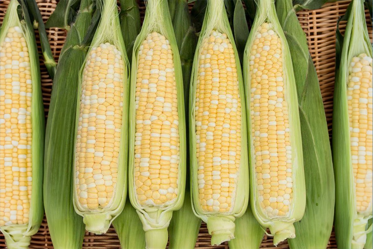 sweet-corn.jpg