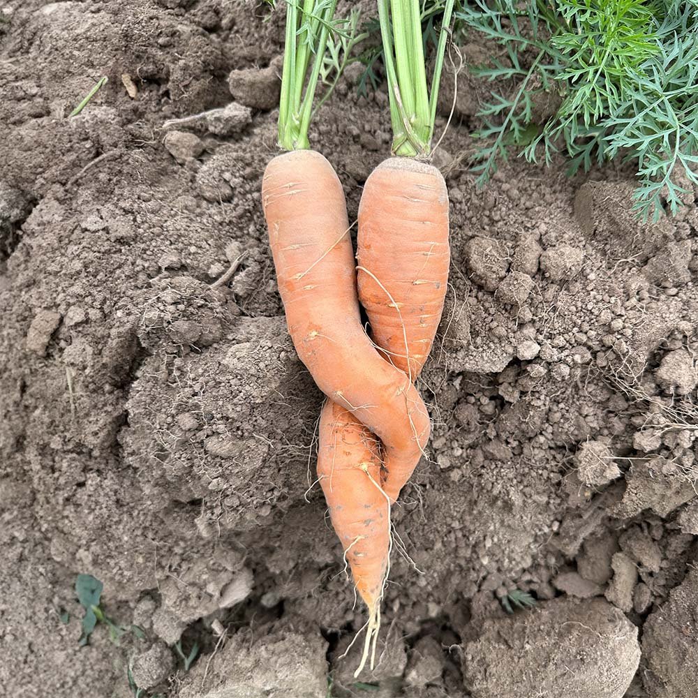 organic-carrots.jpg