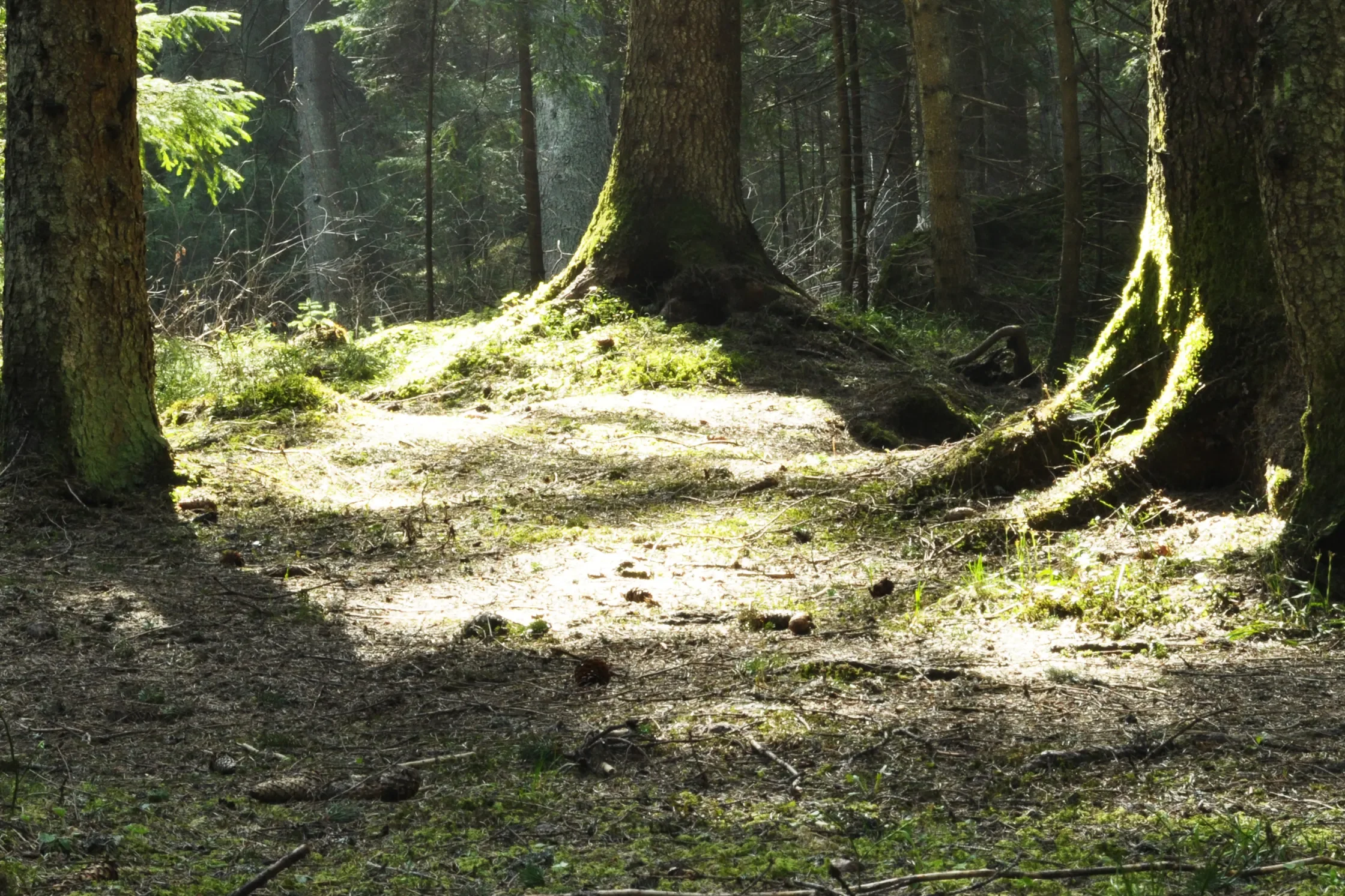 Science_forestfloor_1150219457.webp