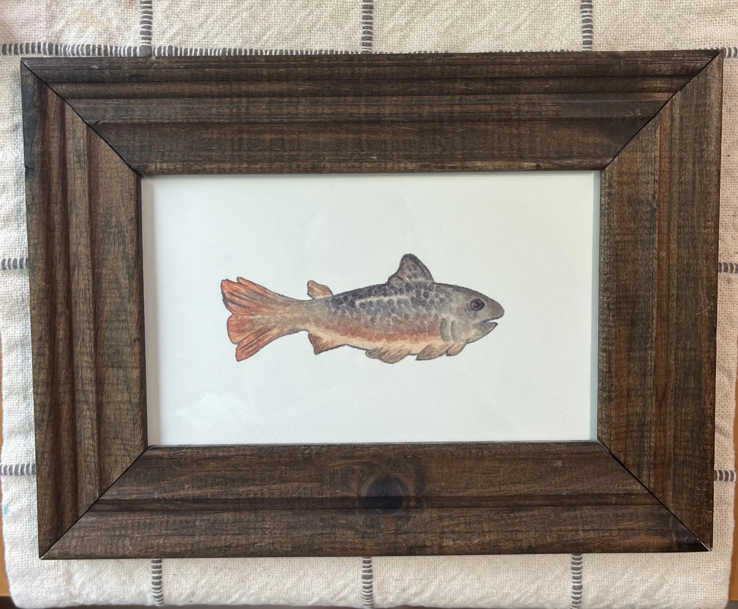 fish.jpg