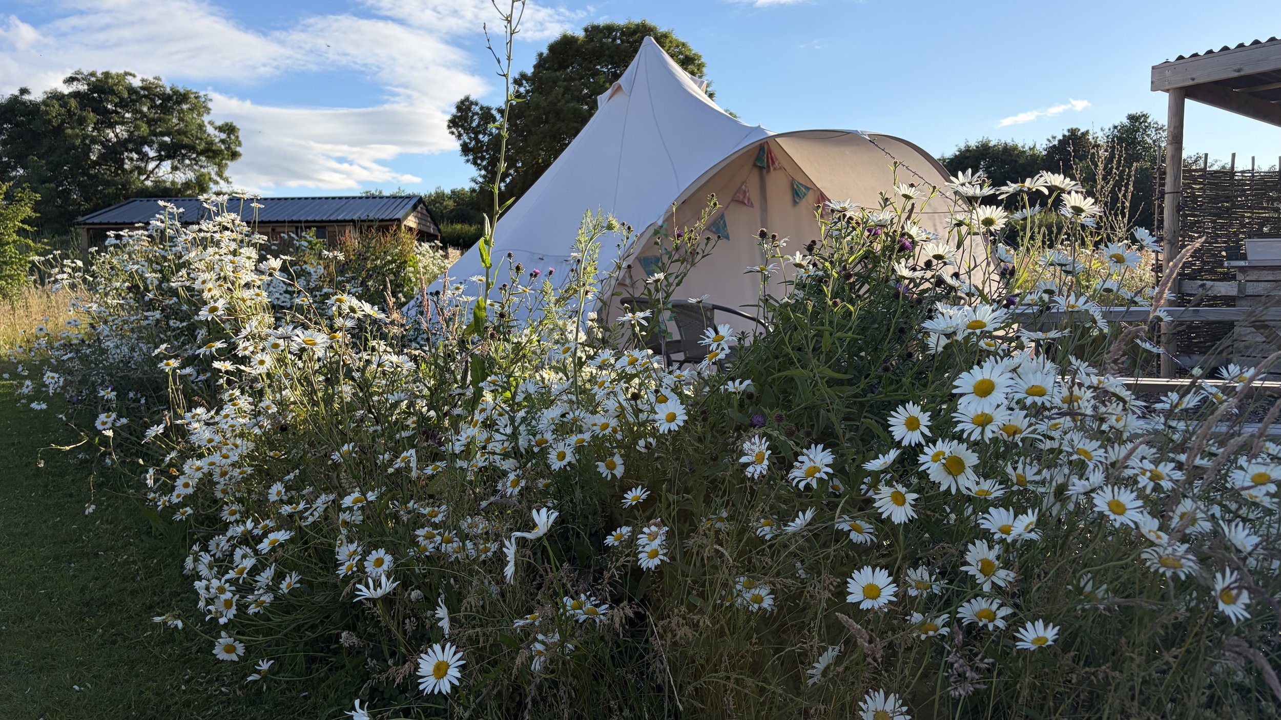 Luxury bell tent surrounded by wildflowers and nature at Broadleaves Glamping in the National Forest, Derbyshire.