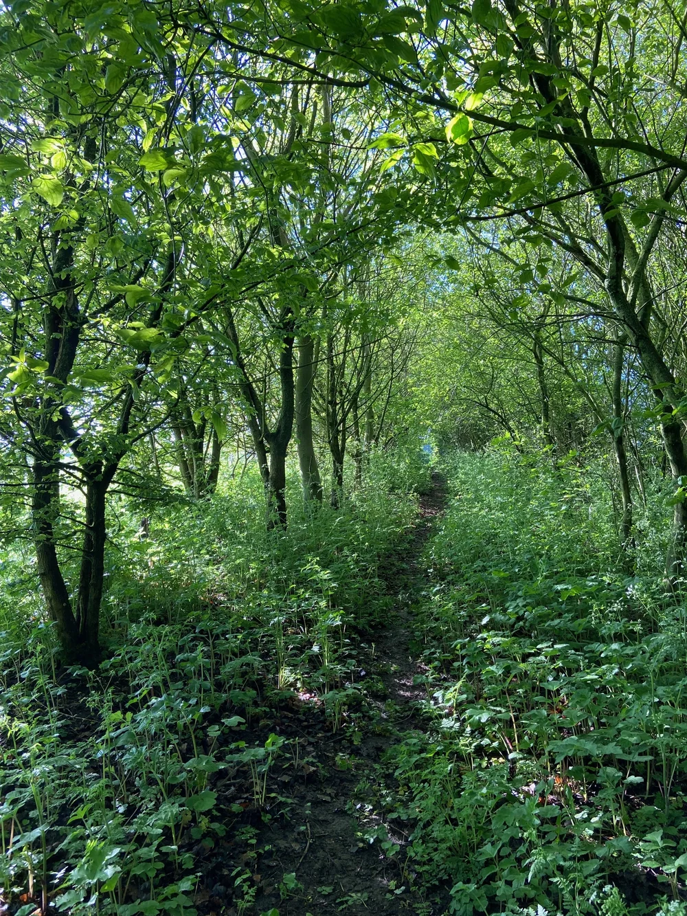 Woodland restoration and biodiversity at Broadleaves Glamping