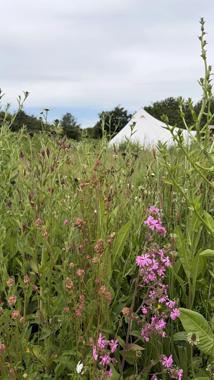 National Forest landscape near Broadleaves Glamping