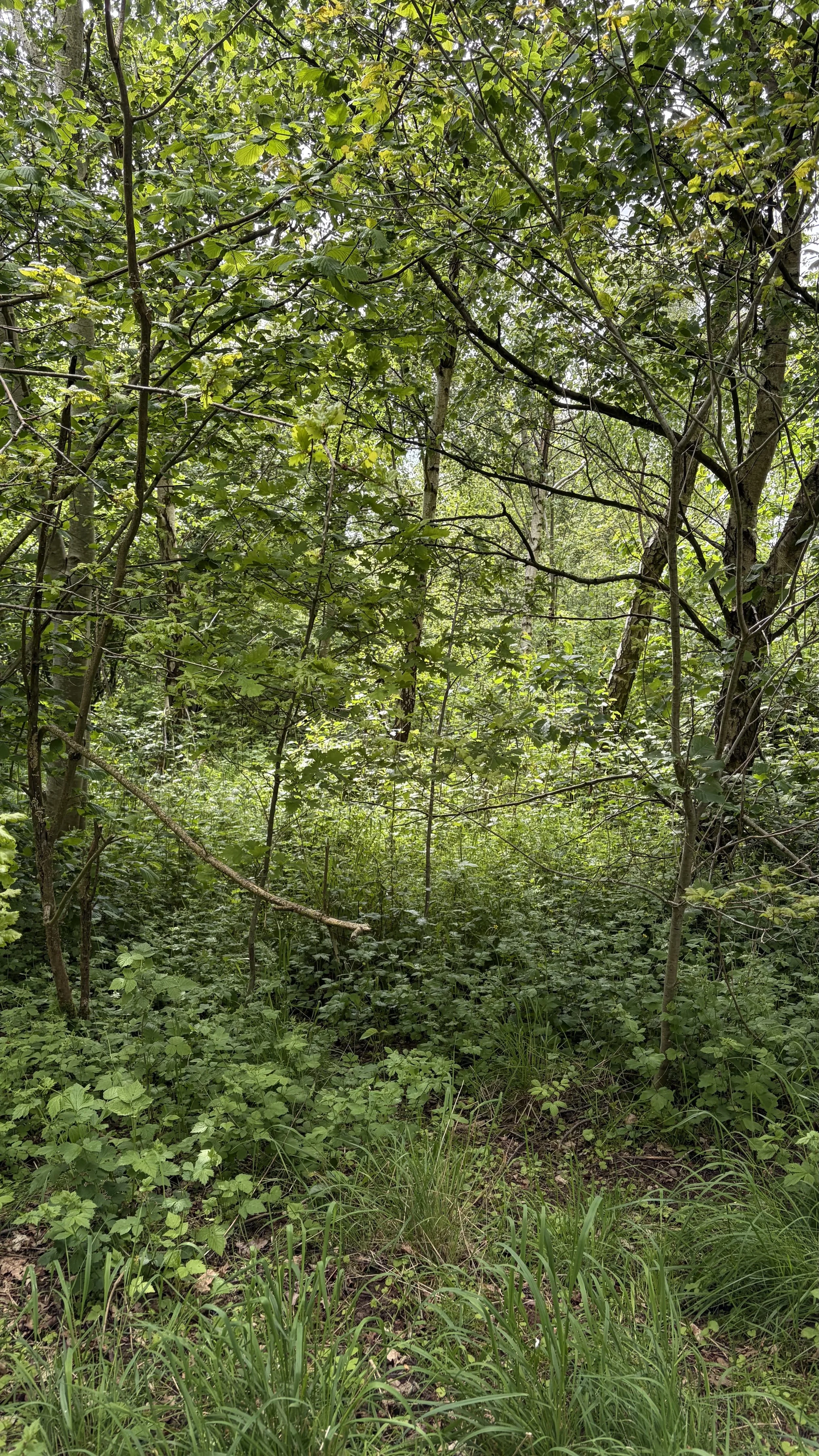 Eco-friendly glamping accommodation at Broadleaves