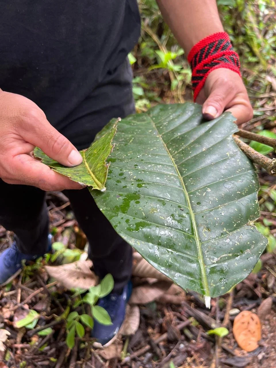 WhatsApp Image 2026-04-02 at 8.53.10 PM.jpeg