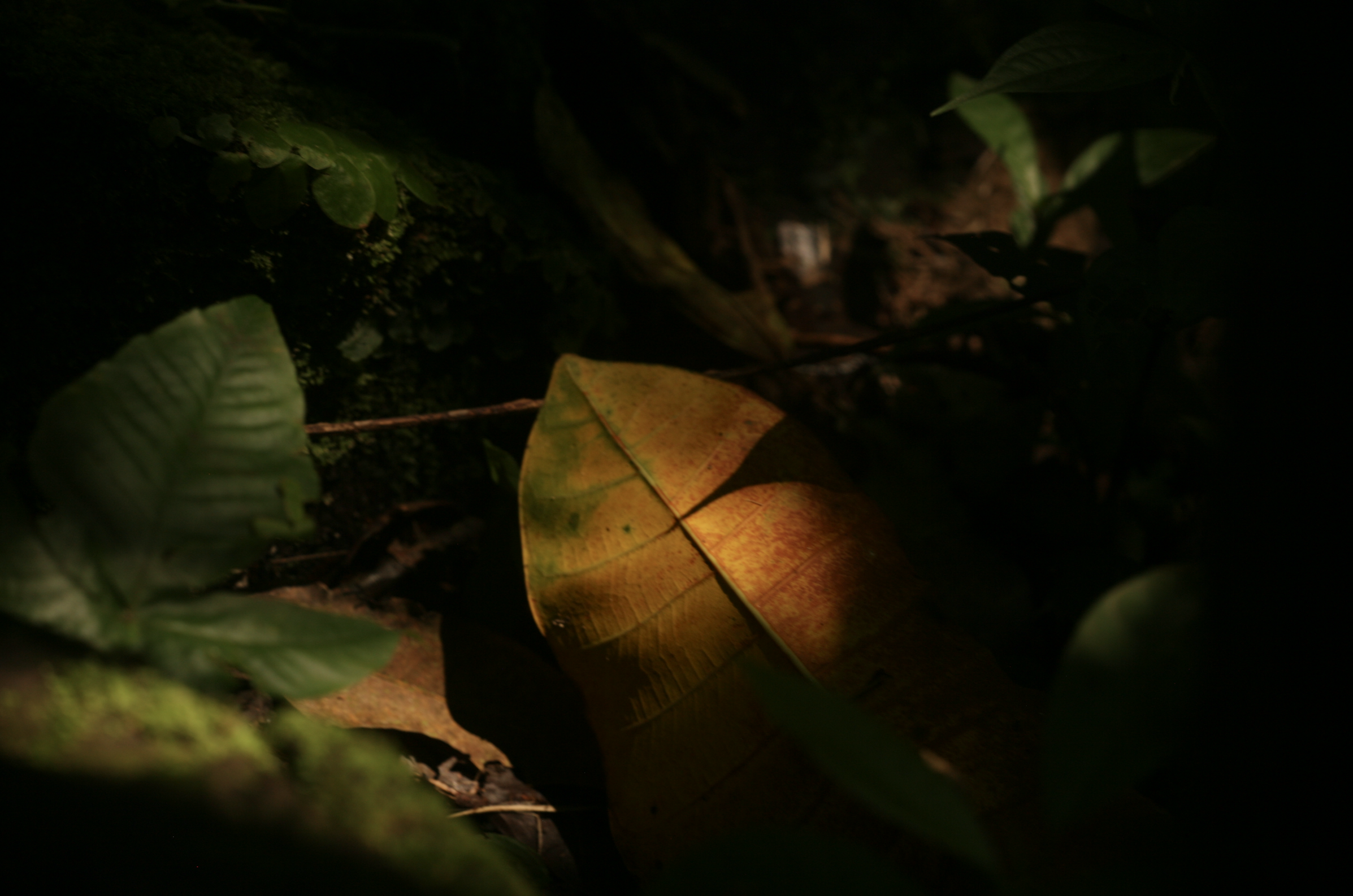 Cada rincón de la selva era un regalo para mis sentidos