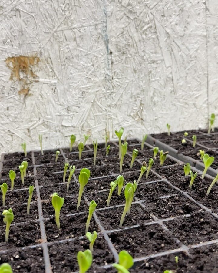 This is how much the artichokes grew from Monday to today (Thursday). The colorado star are doing much better than the imperial star.