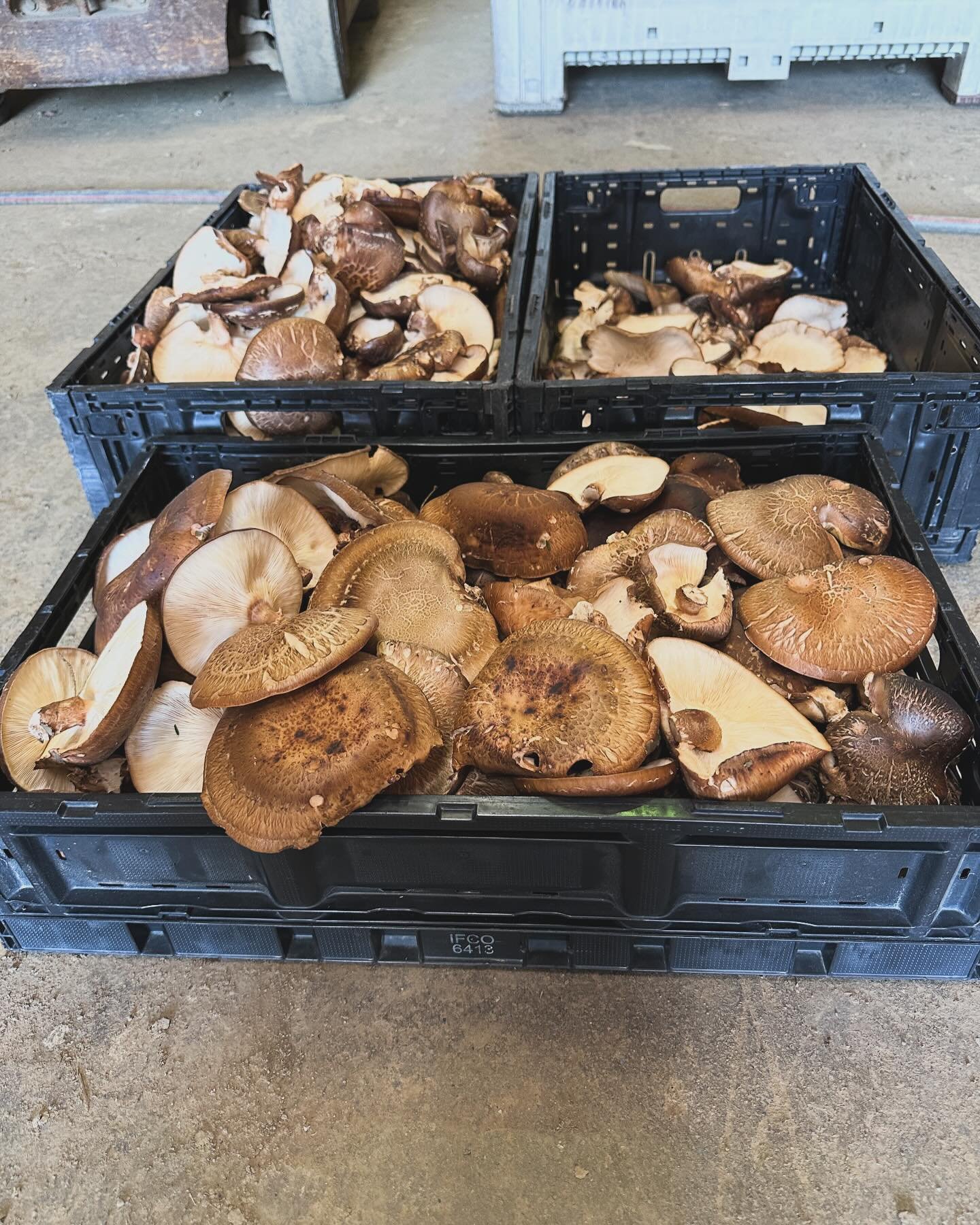 The mushrooms have made an appearance. We only picked 39 pounds today.